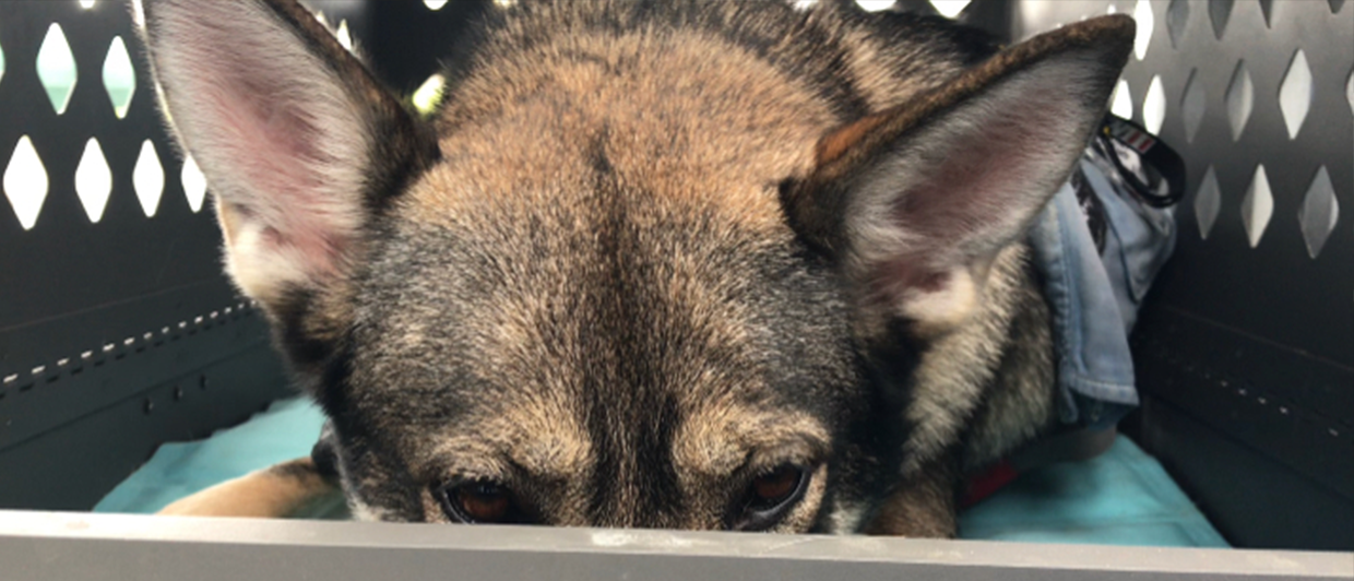Clara in a crate at work
