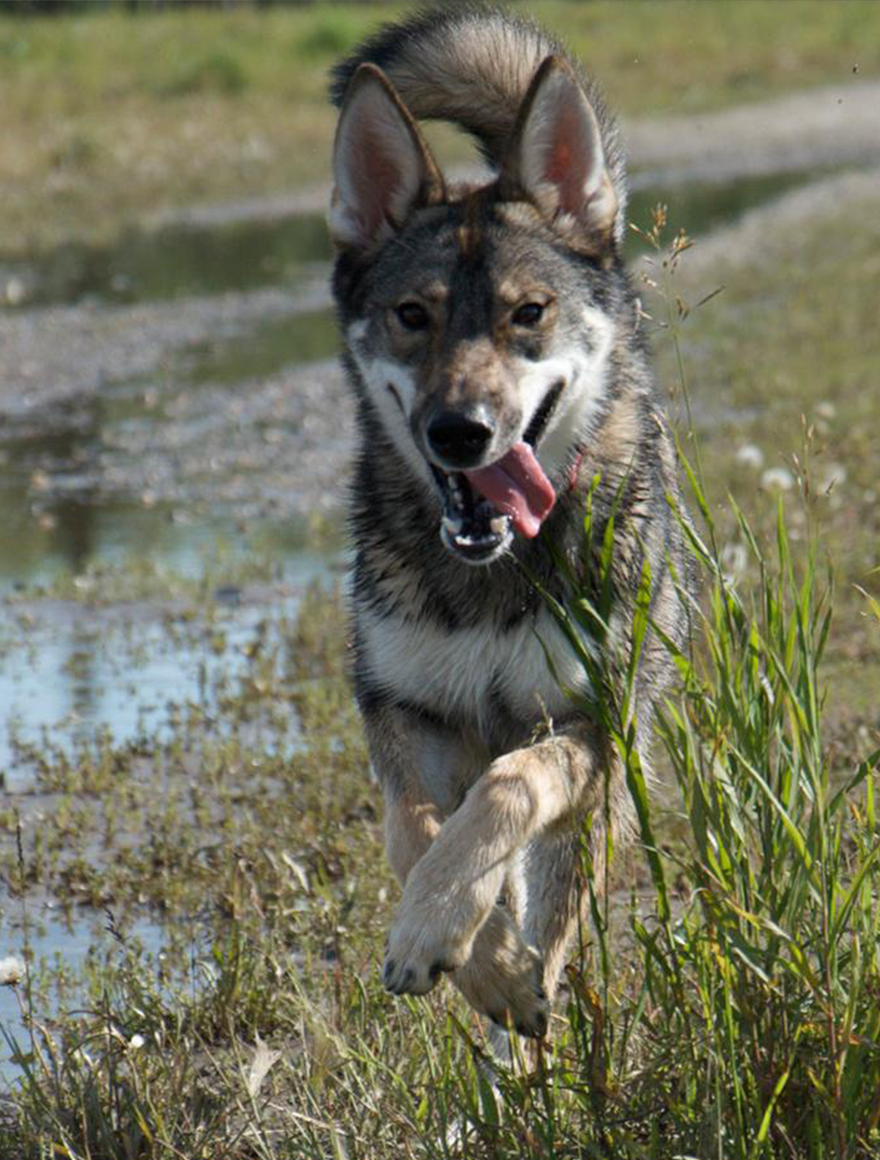 Breed Standard