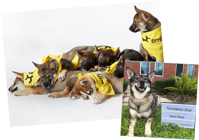 Embark Puppies, Tamaskan Day Clara