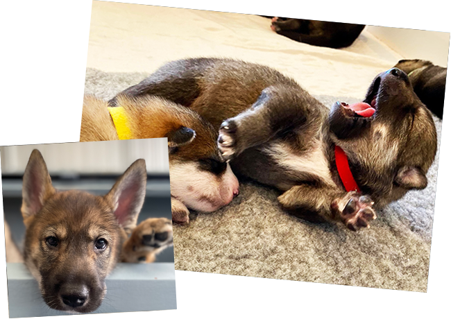 sundog pt boat puppies