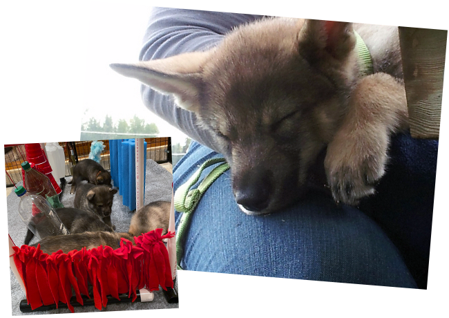 PT Boat Exploring Box, Clara Puppy