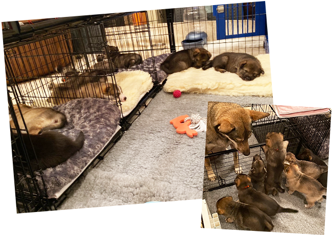 Crate TIme, Puppy Pen PT Boat Litter