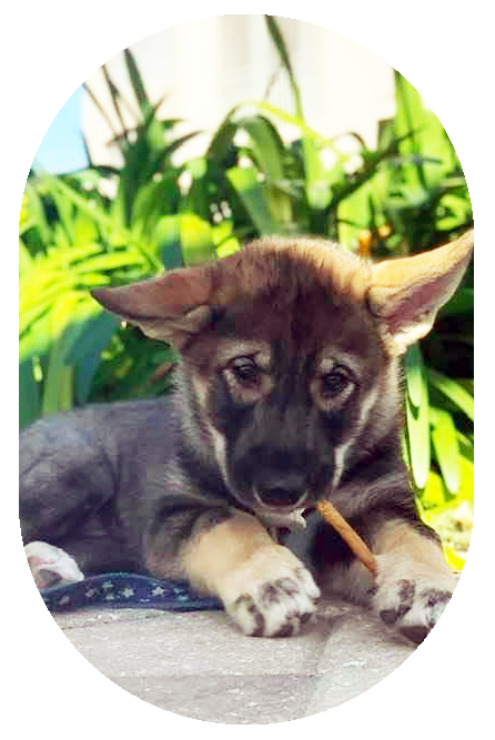 Max 8 weeks old, Sundog Seawolf