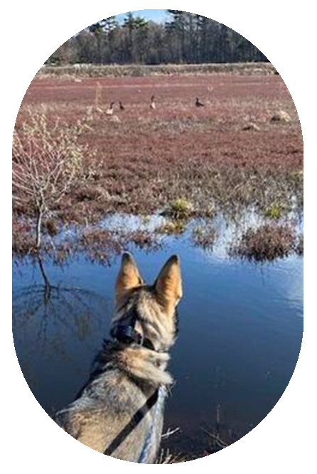 Max 2 year old, Sundog Seawolf