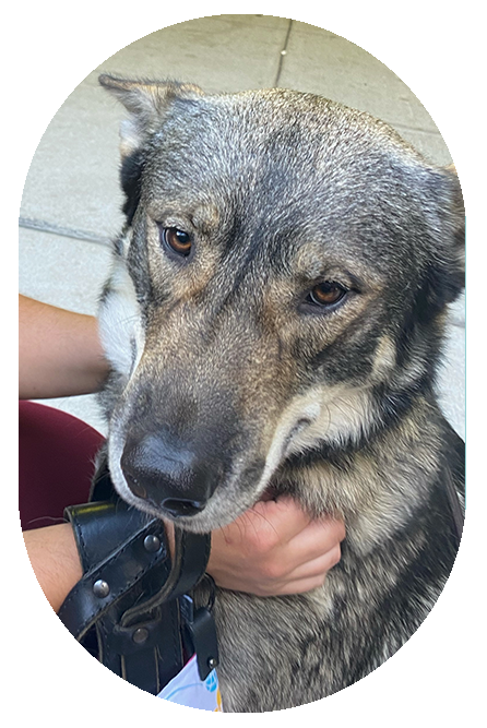 Max 2.8 yrs old, Sundog Seawolf