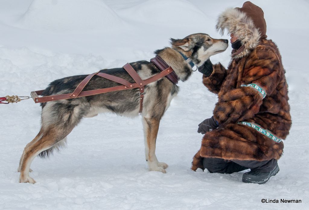 Arrow in a traditional leather harness with an individual in traditional indiginous clothing, in the snow. property of Points Unknown