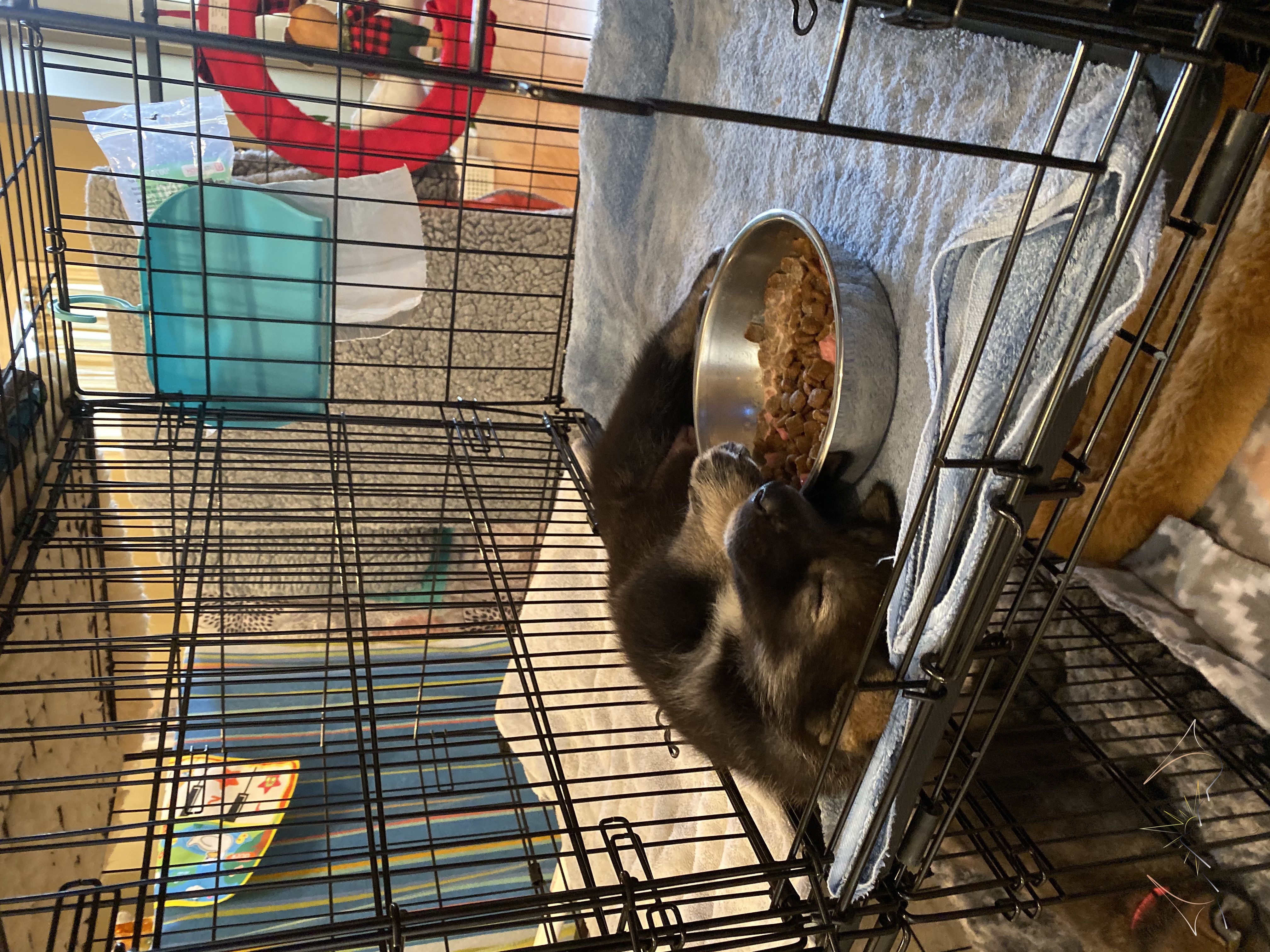 Sundog Hellcat sleping upside down in a crate on a blue towel next to a bowl of food