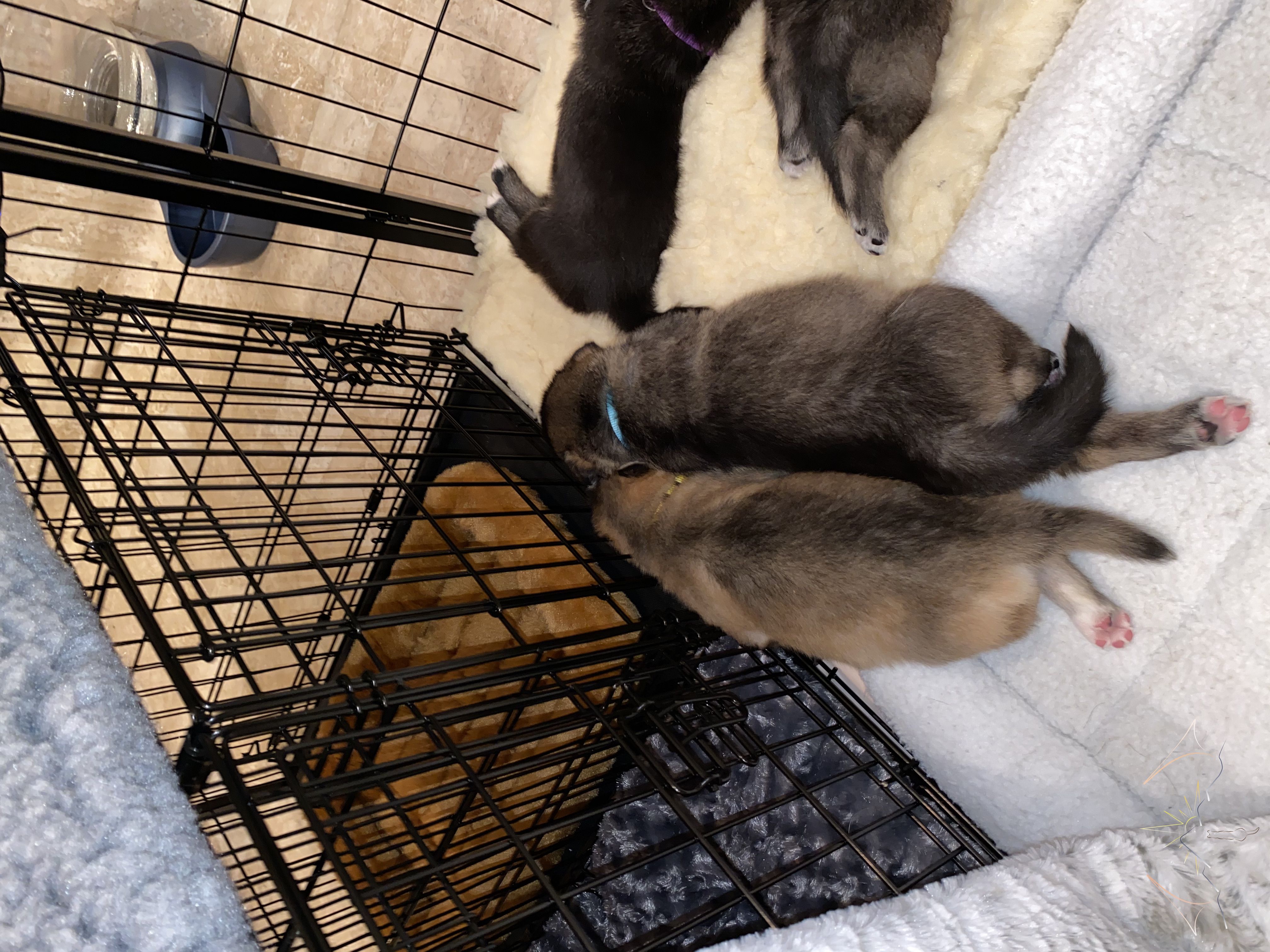 Sundog Hatches & seawold sleeping beside eachother on a yak bed near crates with Sundog Hellcat sleeping in the right upper frame near them and another puppy sleeping between