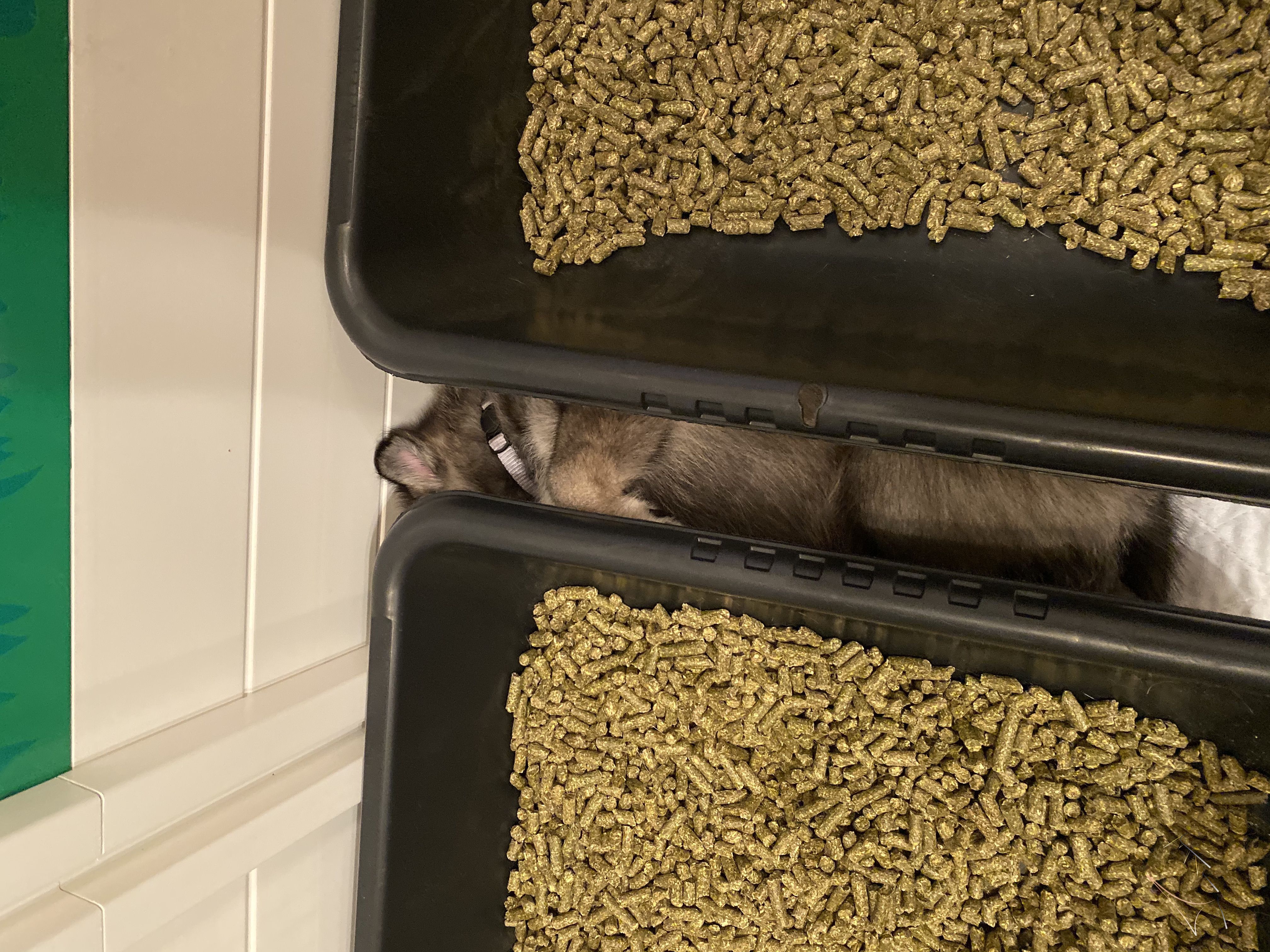 Sundog Stratus sleeping wedged between to potty boxes on the potty pads in the whelping pen