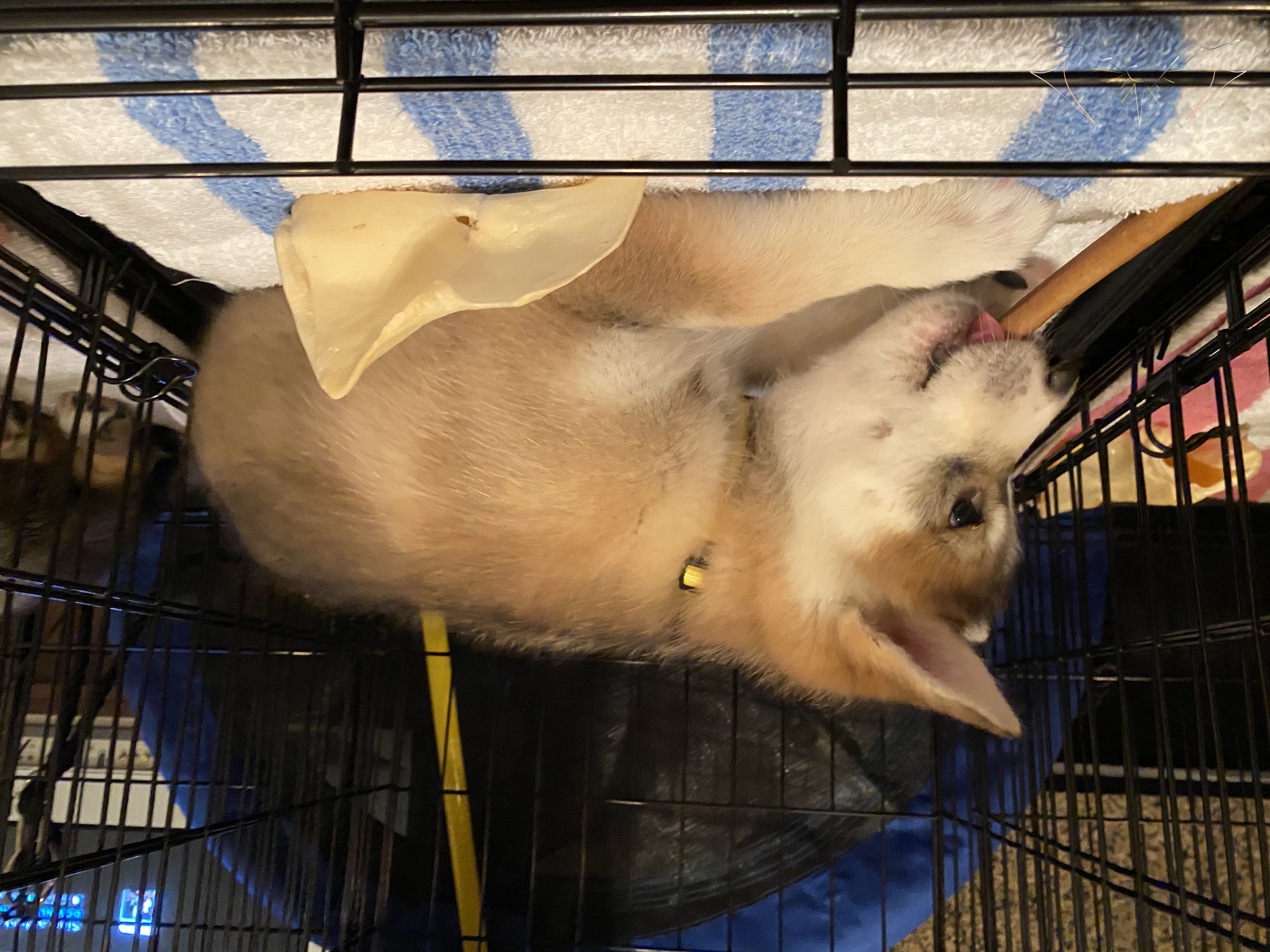 Sundog Haches with chews in a wiree crate int he whelping pen on a blue/white striped towel