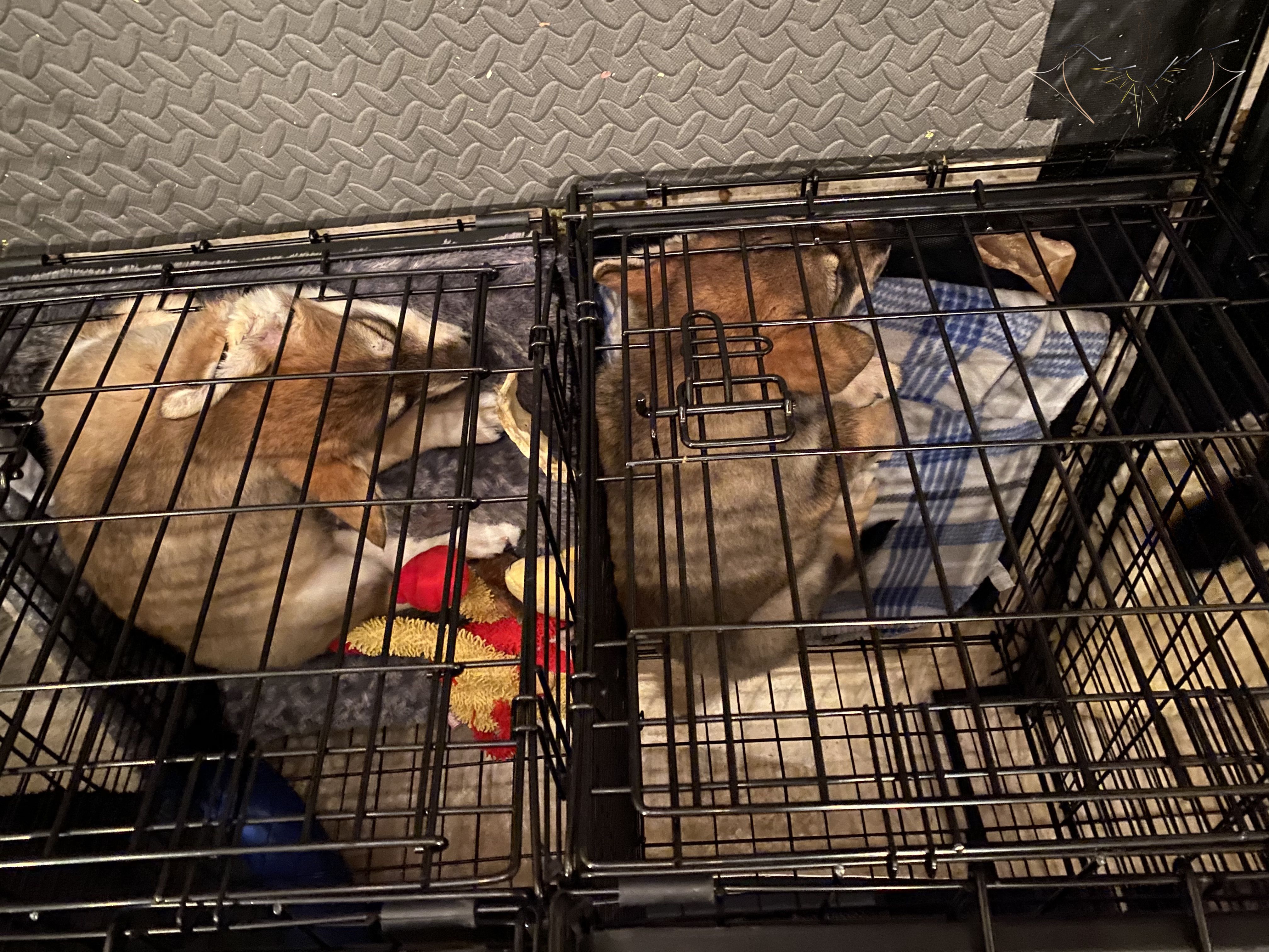 Sundog Jerk and Bogie in neighboring crates sleeping with toys and chews