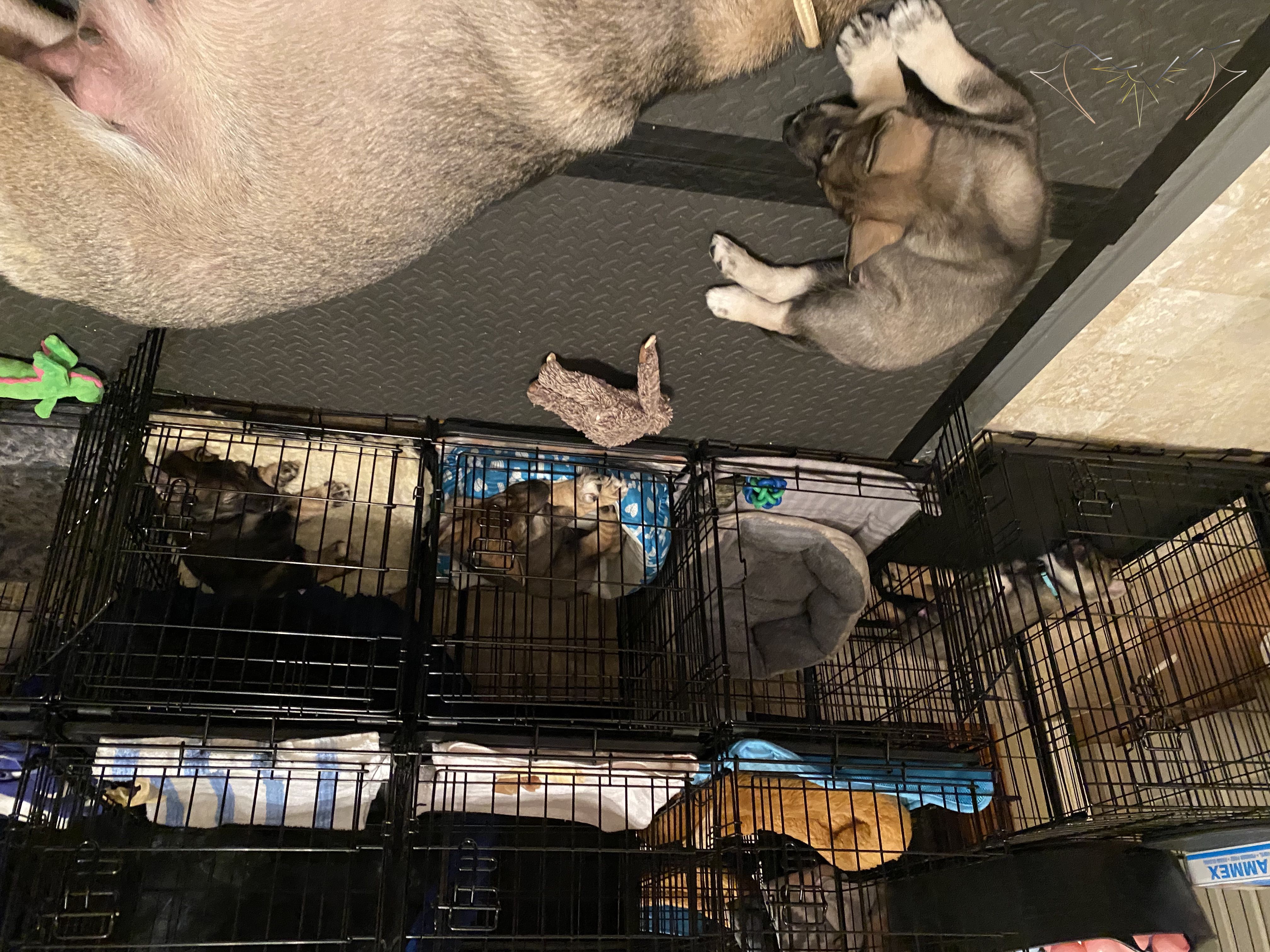 Multiple puppies ina nd out of crates with Clara sleeping in the puppy pen
