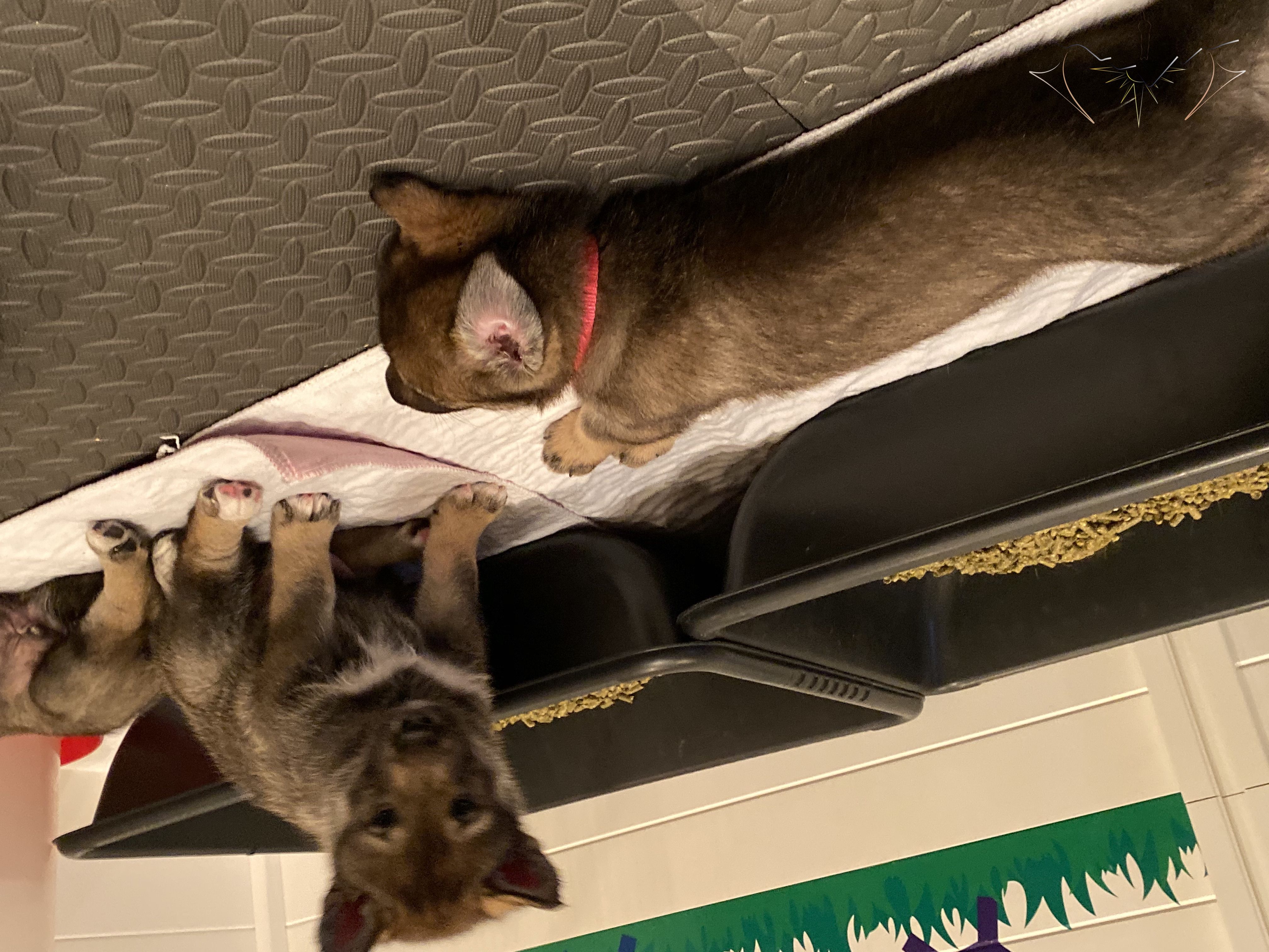 Multiple puppies sleeping and sitting on the potty pads near the potty boxes in the puppy pen