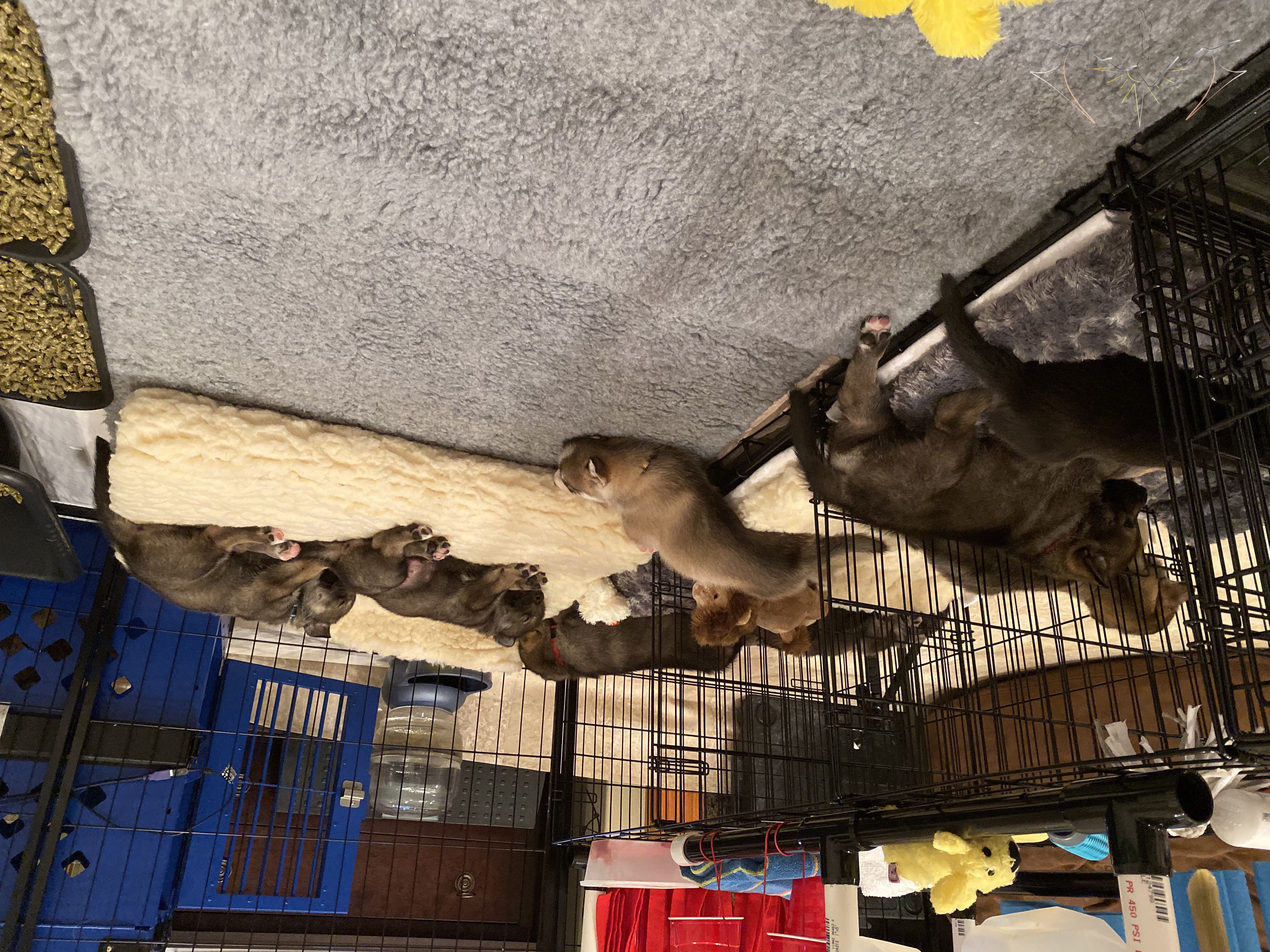 All eight puppies laying in crates or on yak bed