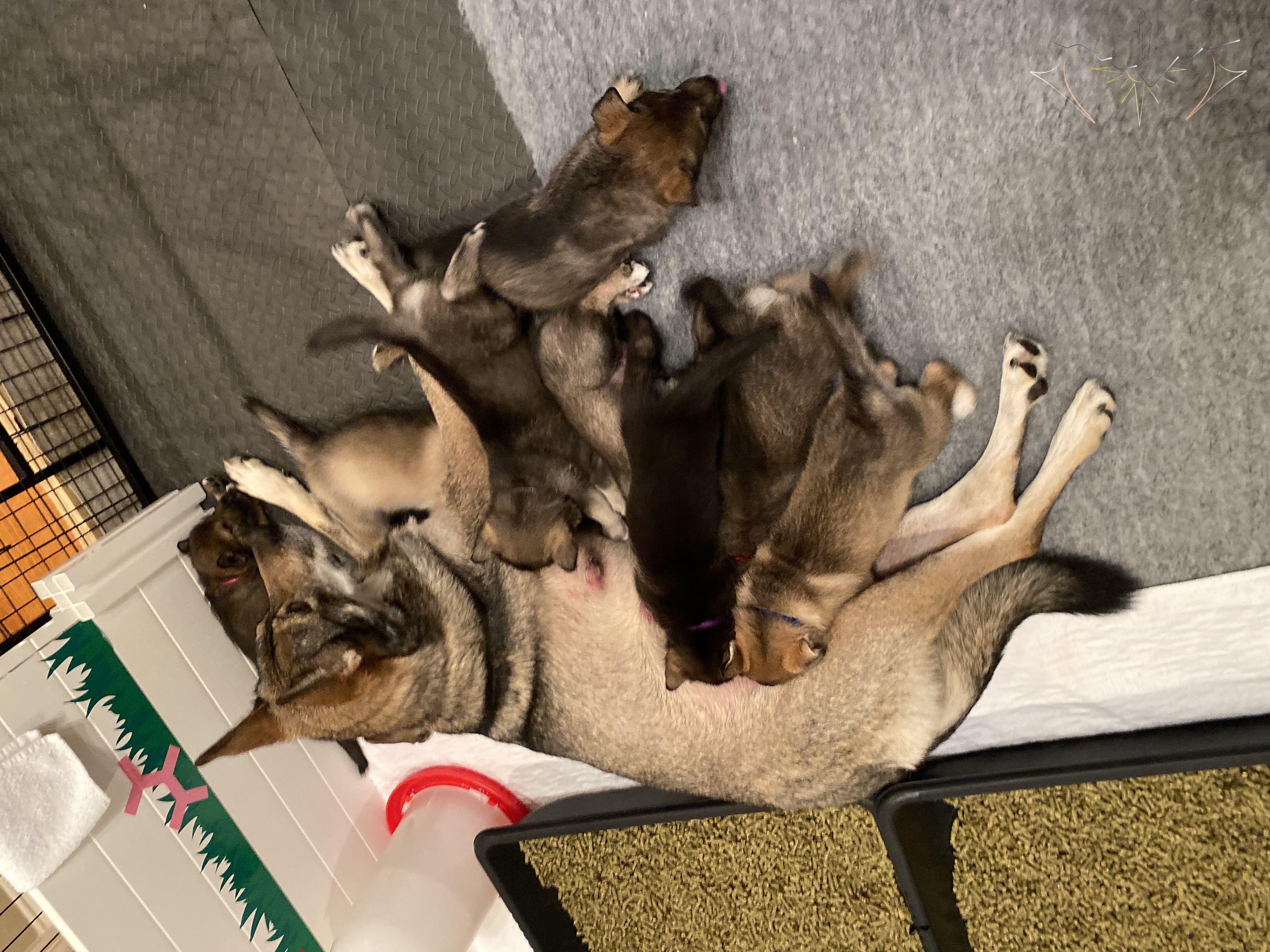 Clara nursing puppies laying on matting and vet bed in puppy pen