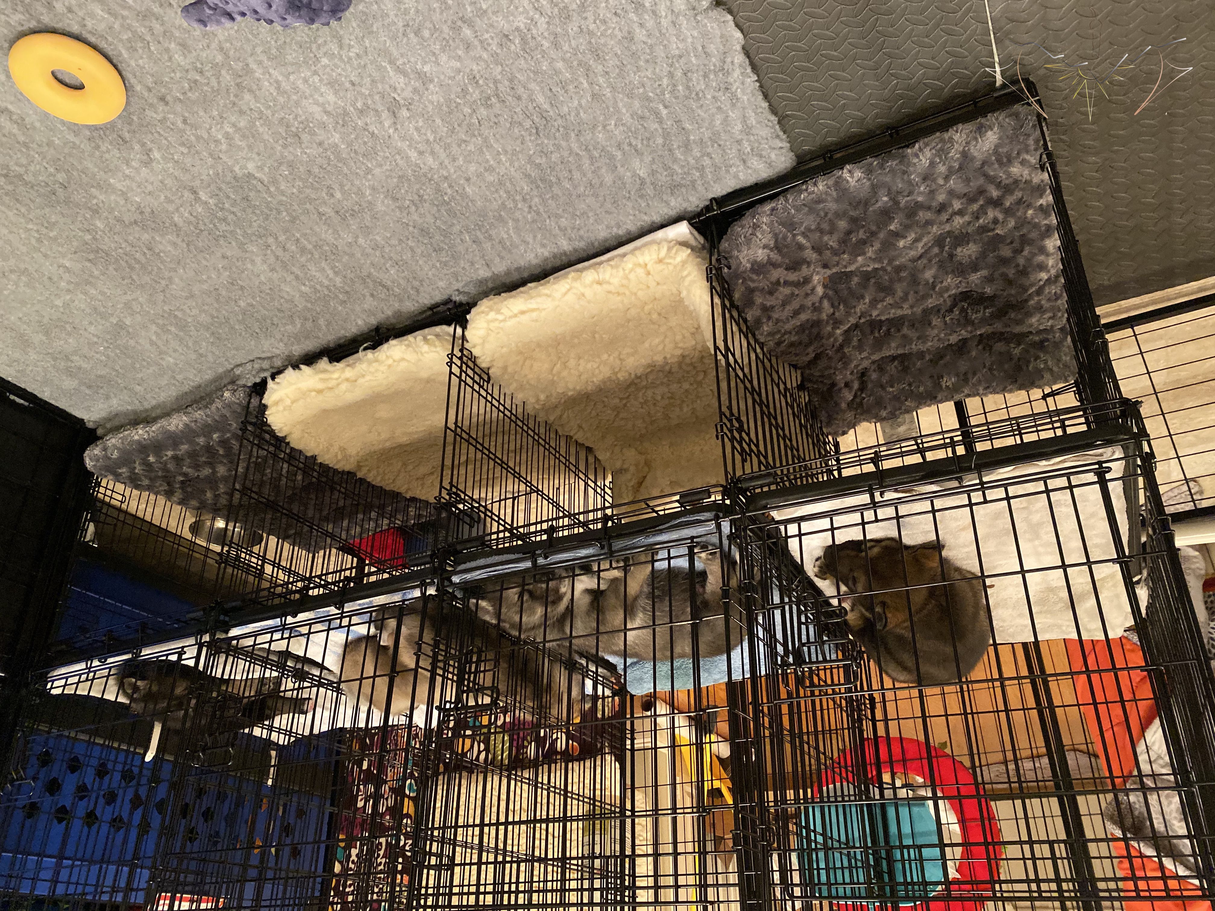 Five puppies sleeping in 4 upper crates