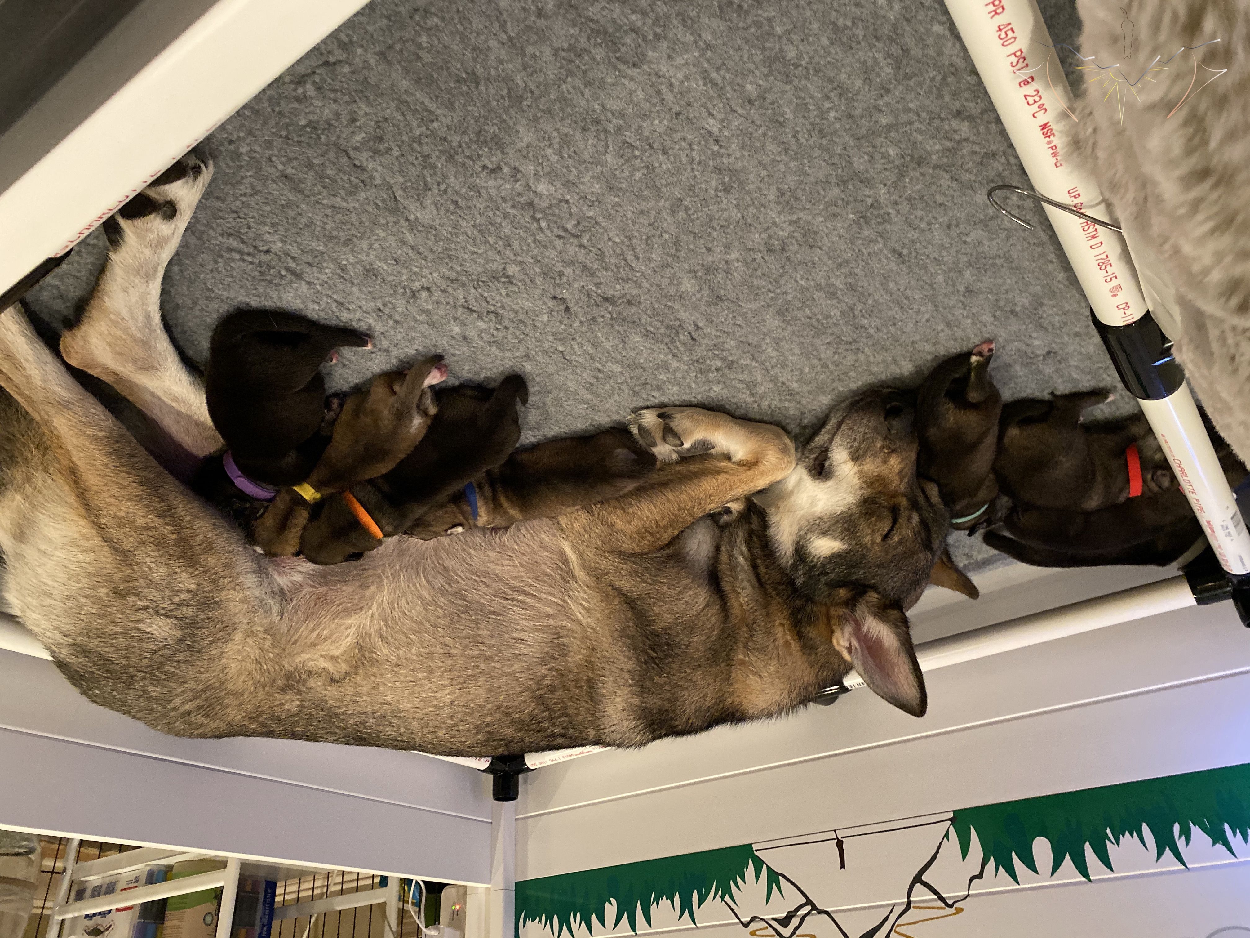 Clara sleeping in whelping box with 8 puppies on vetbed with box rails