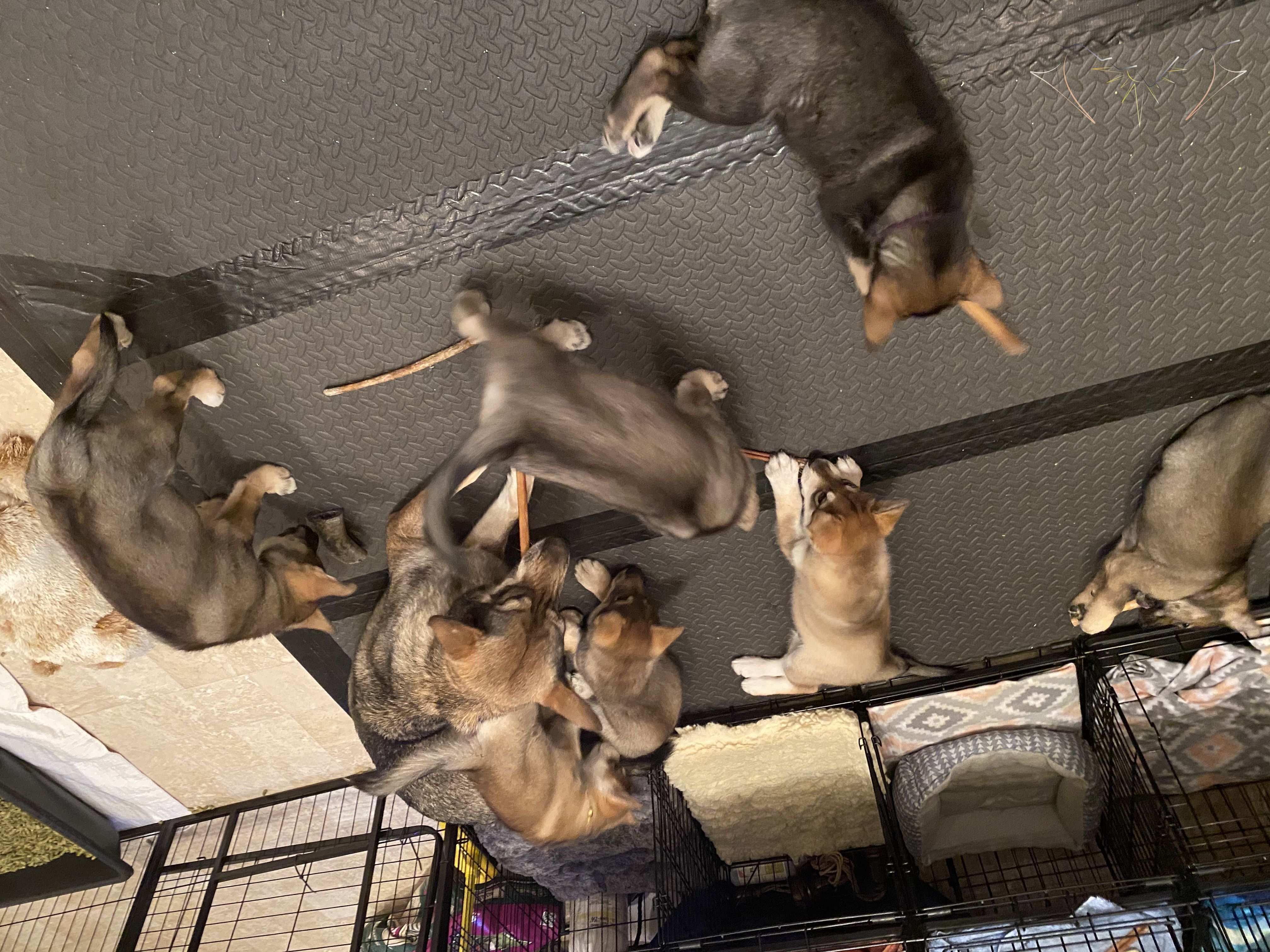 All 8 puppies and clara enjoying buly sticks. in the puppy pen that Clara brought them