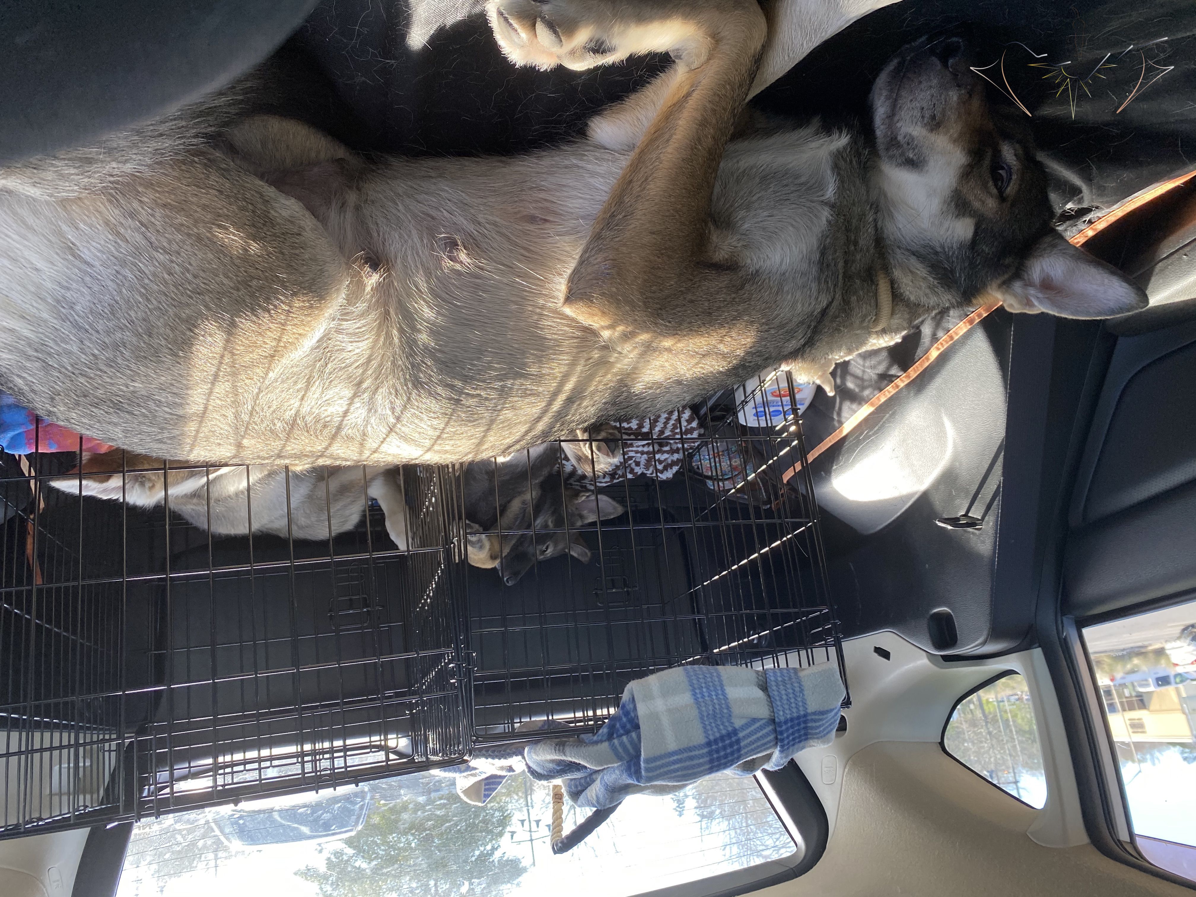 Clara sleeping in a car int he foreground and Sundog Hellcat and Hatches sleeping in crates in the far back of the car