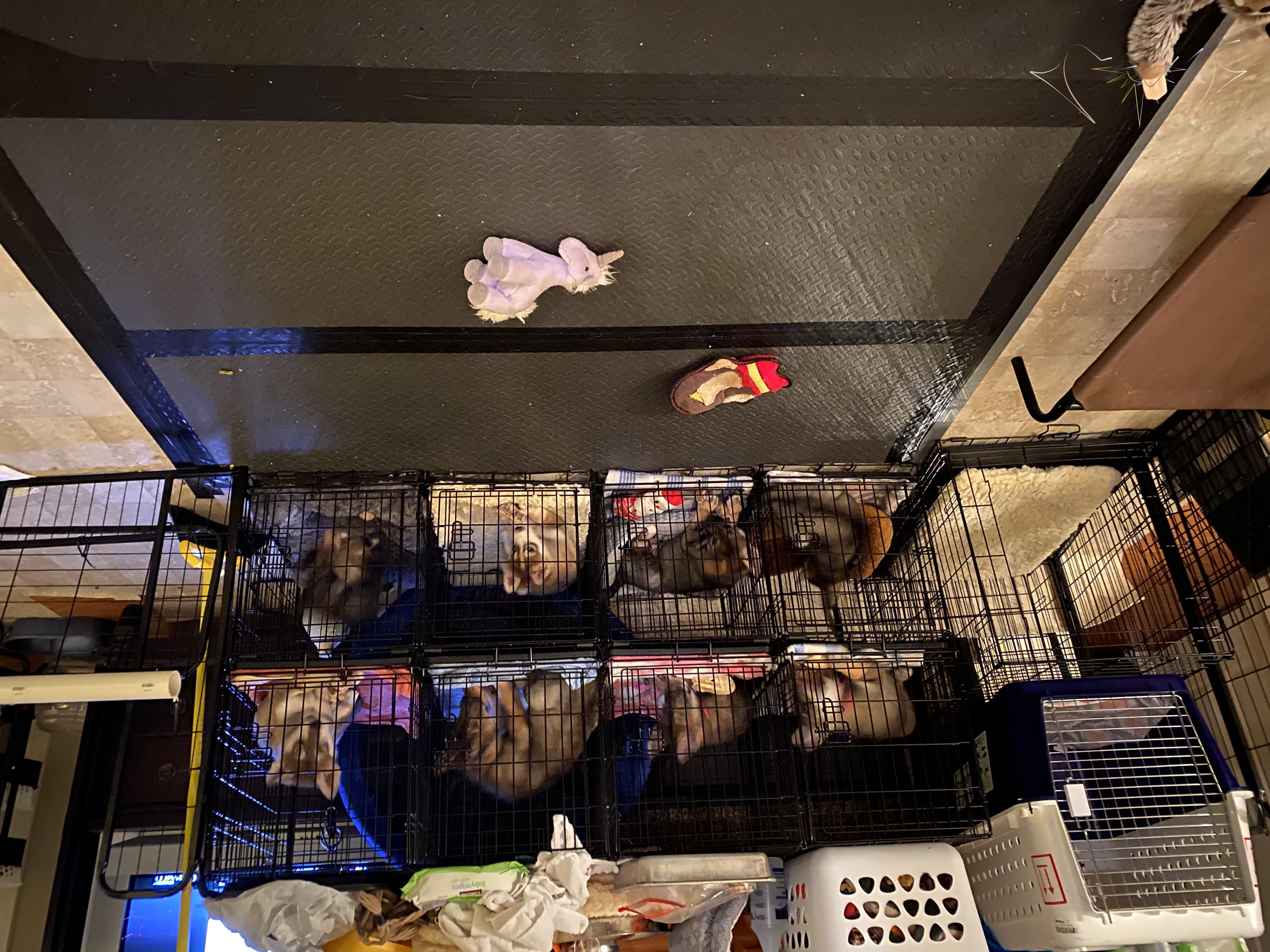 All eight puppies with chews enjoying some crate time around 8 weeks old