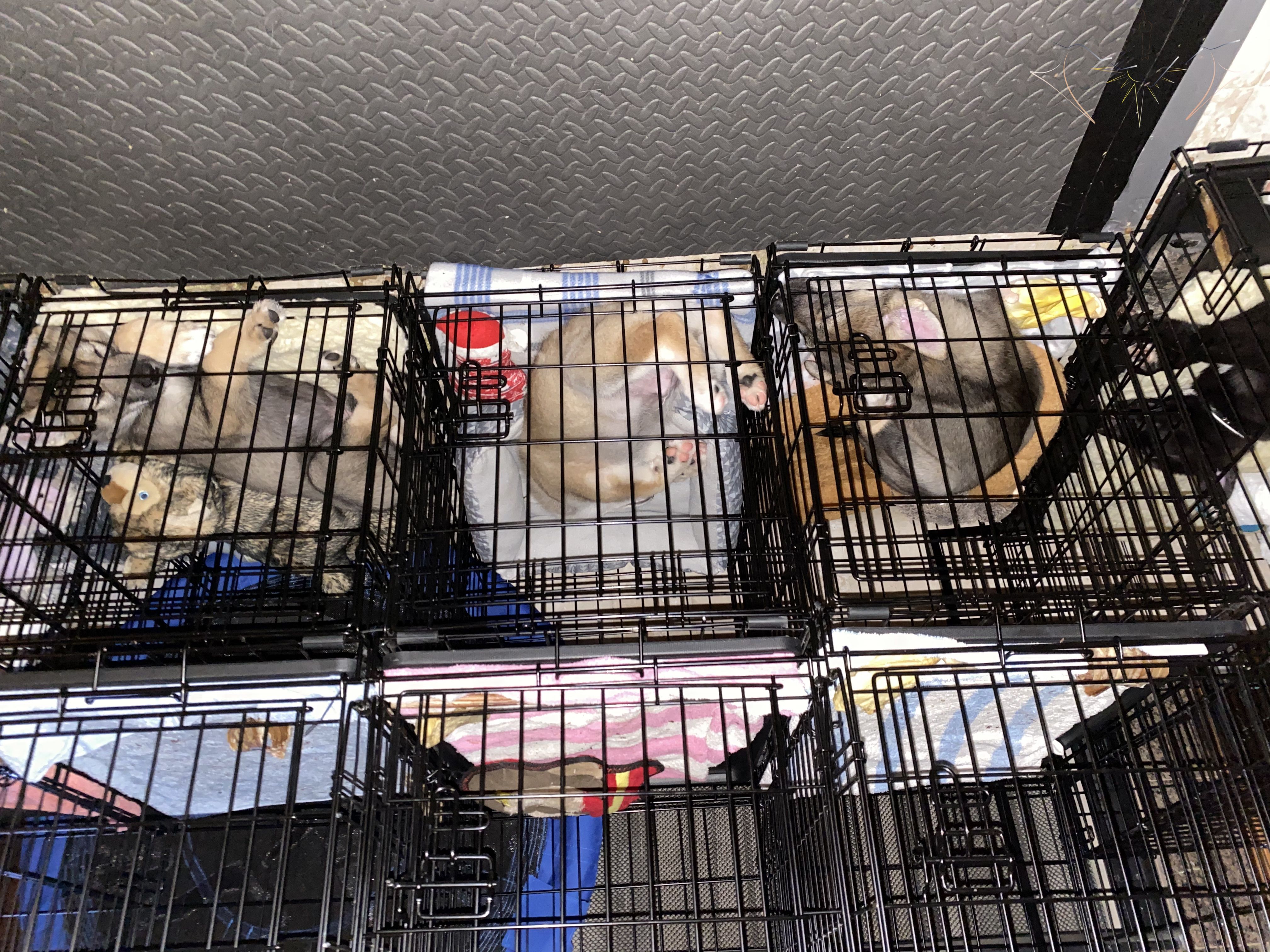 Cere, Martini, hatches, and Stratus sleeping in crates around 8 weeks old (dogs named left to right)