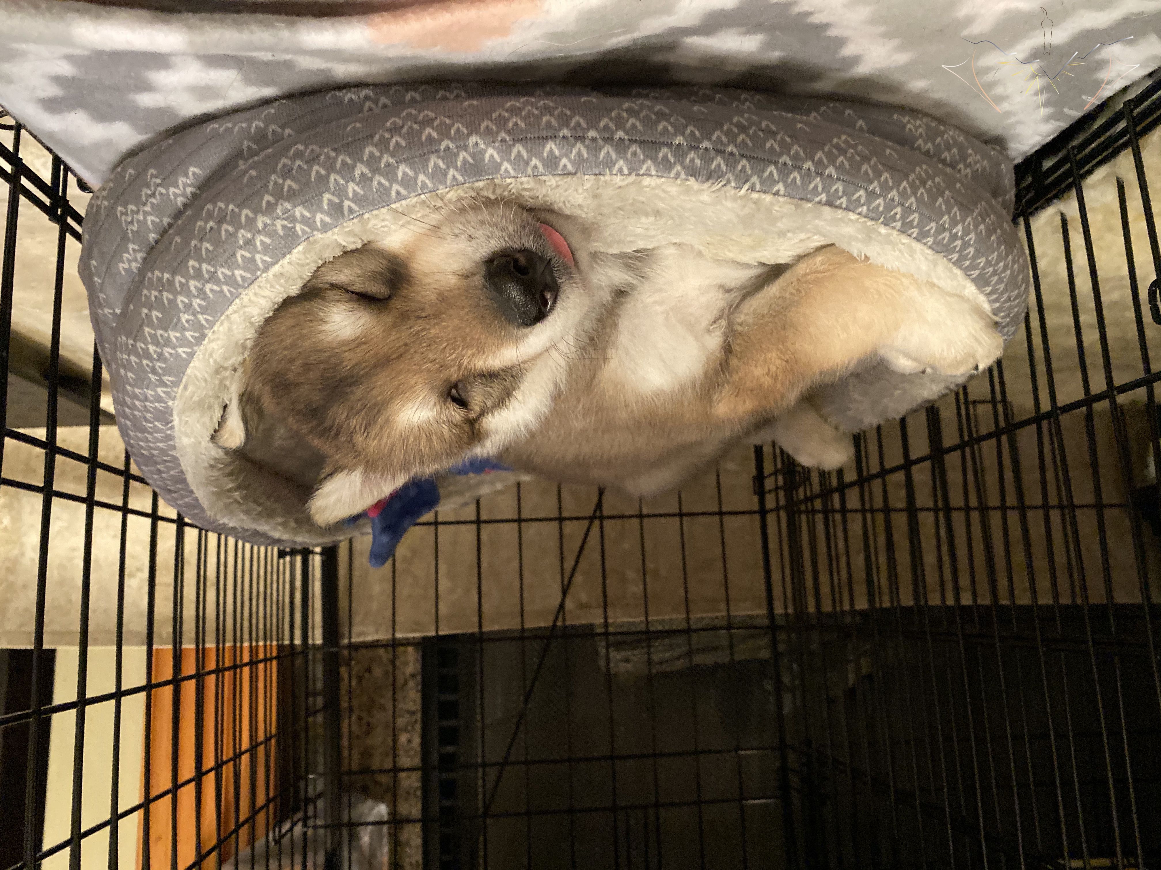 Sundog Bogie sleepingi n a bed in a crate