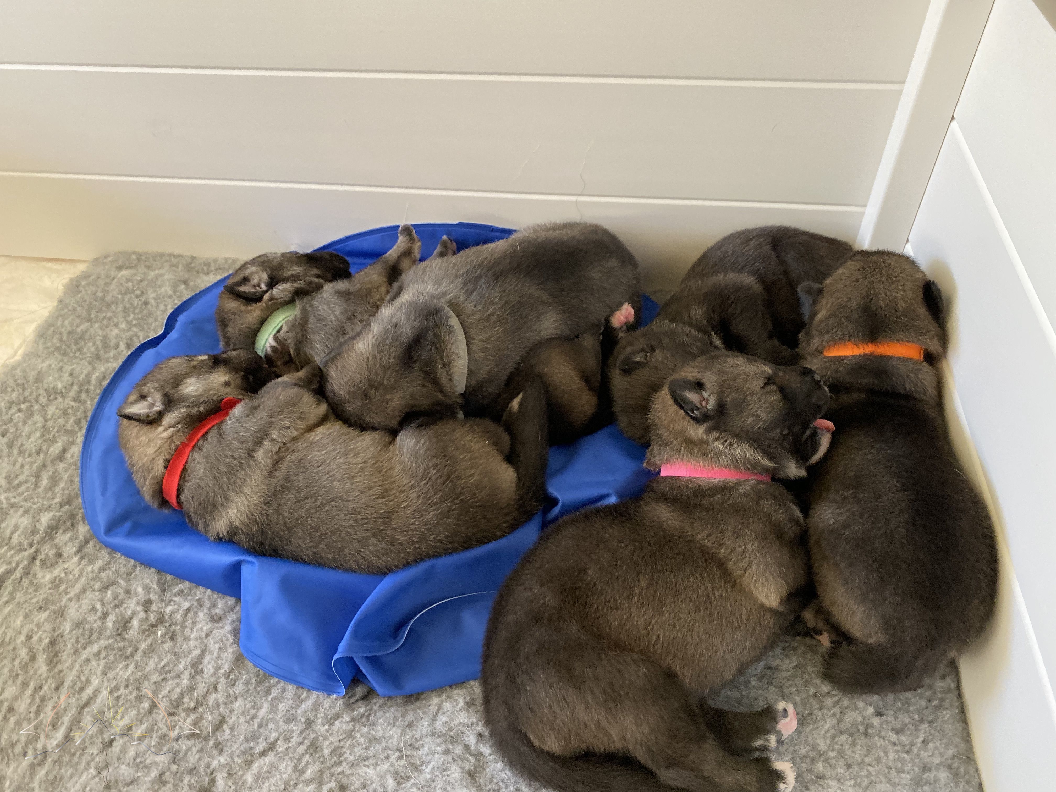 Six puppies sleeping in the corner of their whelping box on a cooling bed and vetbed with potty pads beneath and to the left