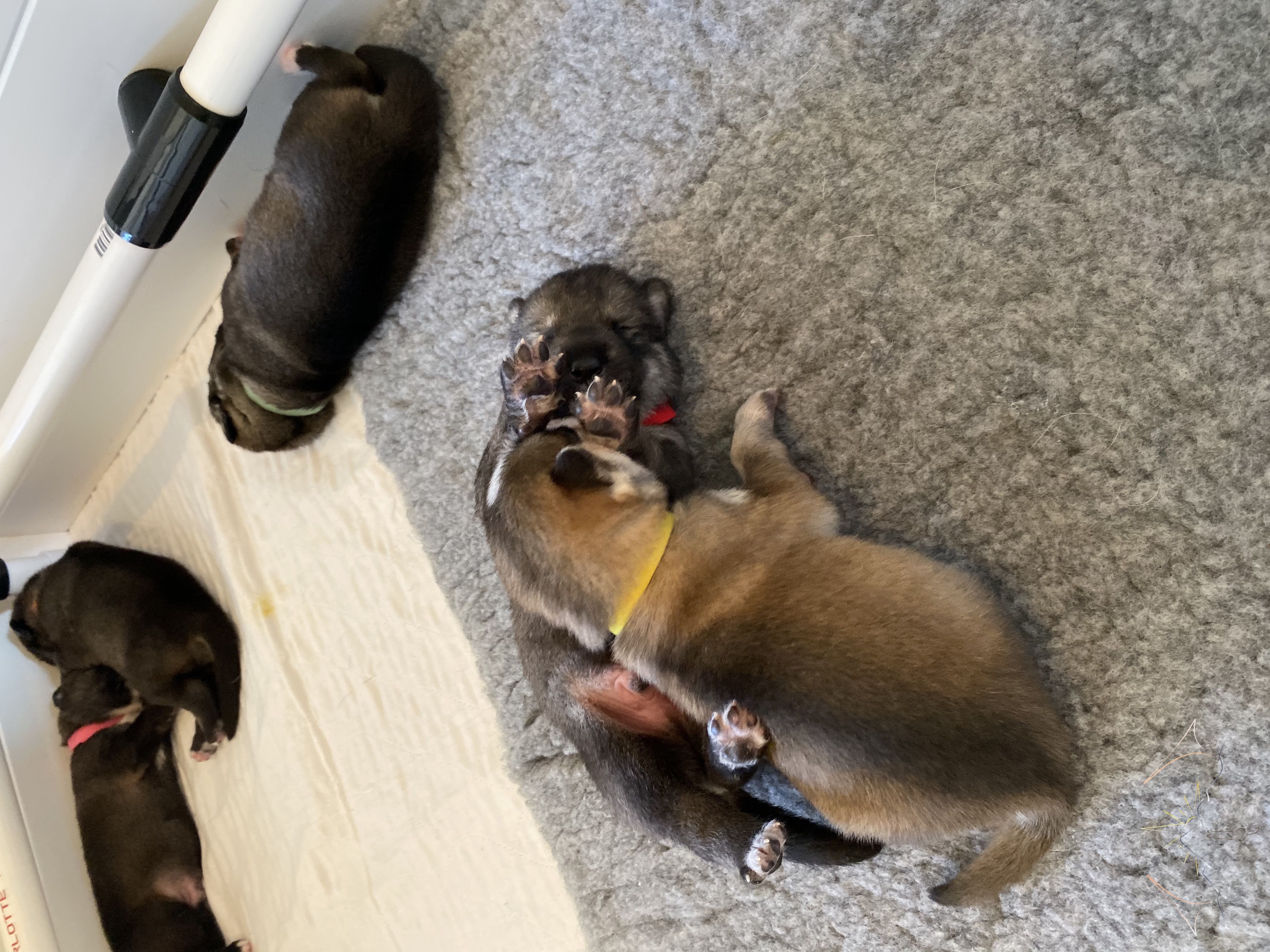 two puppies sleeping on potty pats in top left, single puppy sleeping half on vet bed and potty pads, and two puppies playing on the vetbed in our whelping box