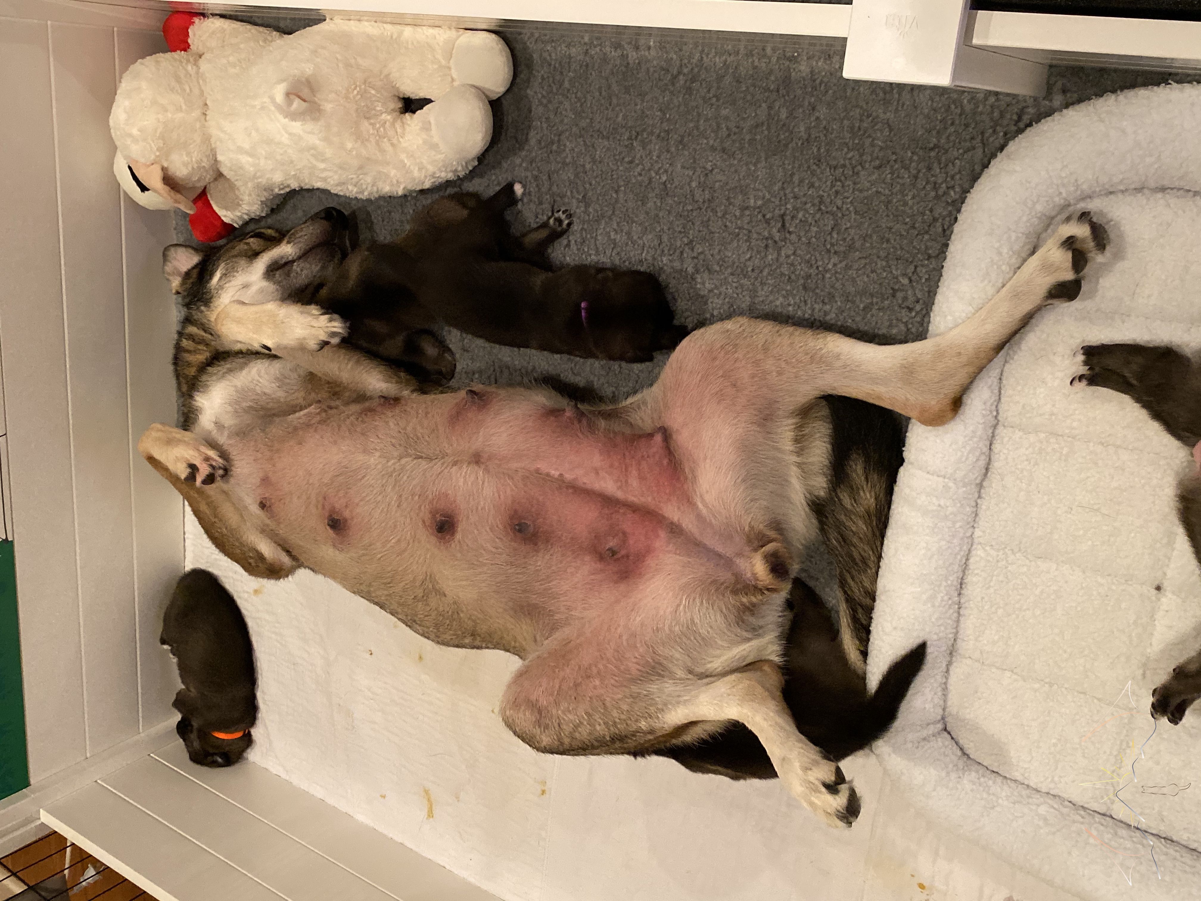 Clara laying upside down center frame with puppies around/beside her sleeping on vet bed and potty pads, a lambchop toy in the top right corner, and puppies out of fram on a bumpper bed at the bottom of the whelping box