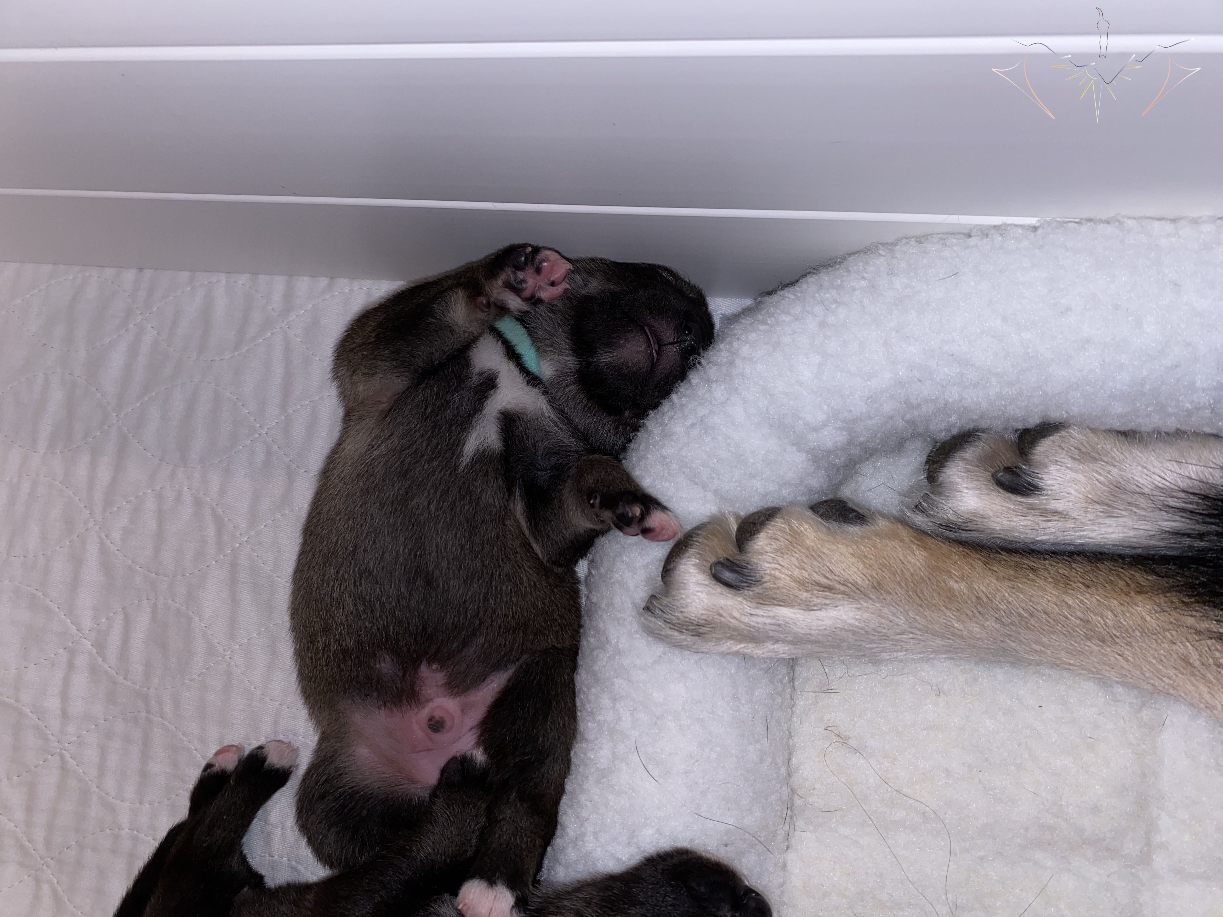 Clara's rear feet on a bumper bed on the left and Sundog Seawolf upsidedown sleeping on a potty pad with front paw touching Clara