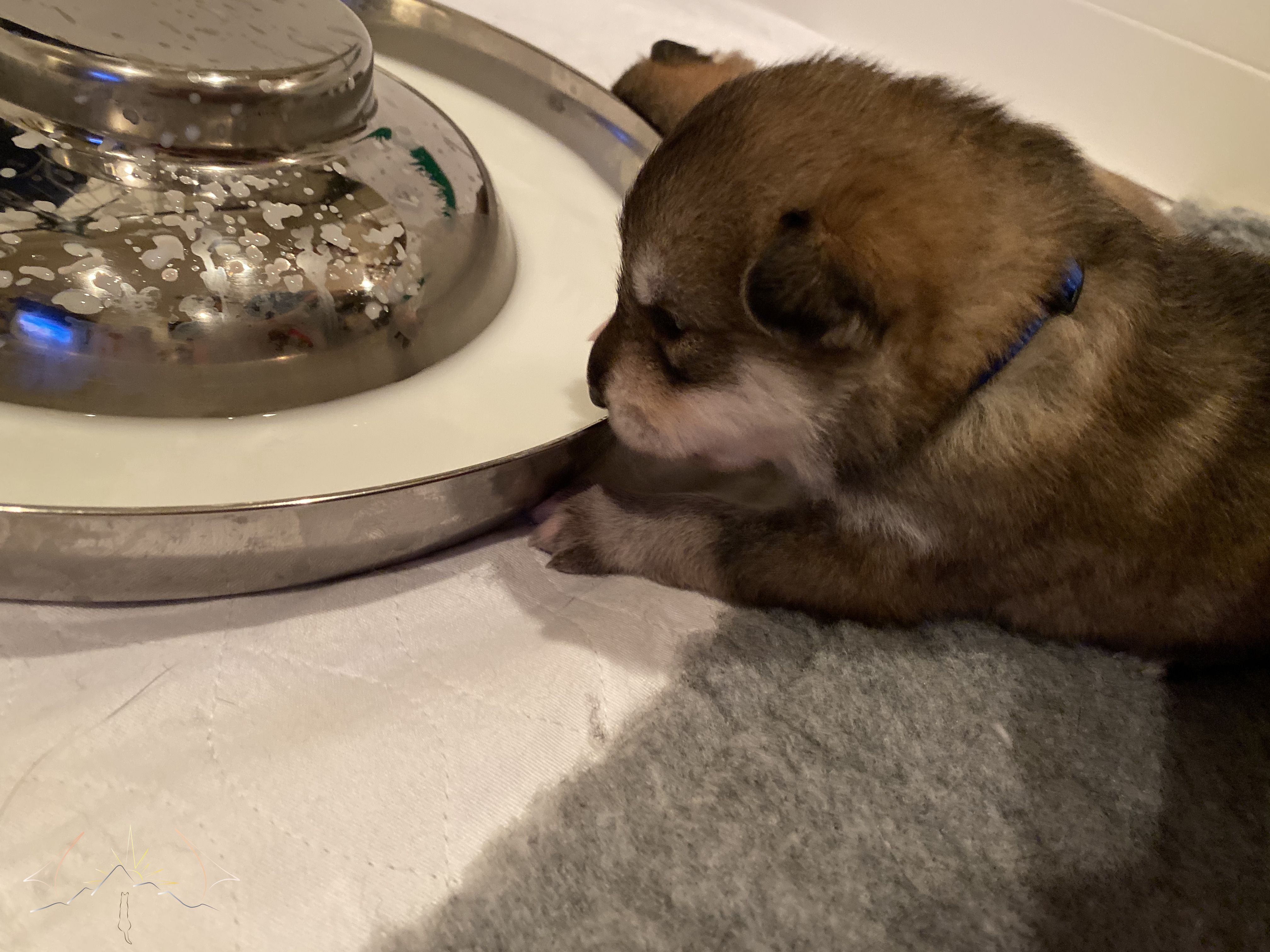 Sundog Bogie laying on vet bed infront of a bowl of milk that is sitting on the potty pads in our whelping box