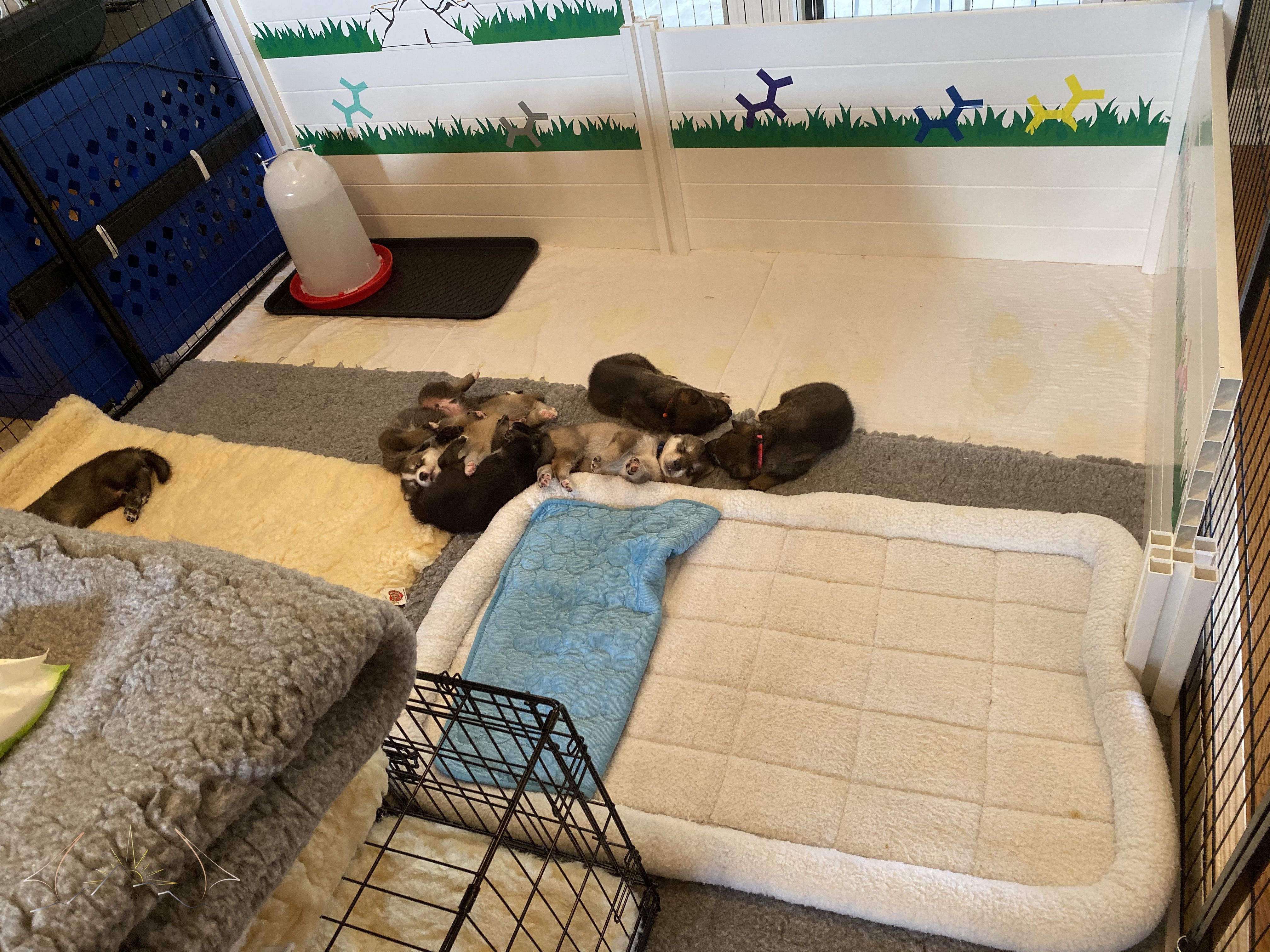 Whelping pen set up with water in tray at top left over potty pad area, bottom area has vet bed and two beds, with crates lining the bottom. puppies are sleeping on one bed and on the small parts ove vet bed in the center