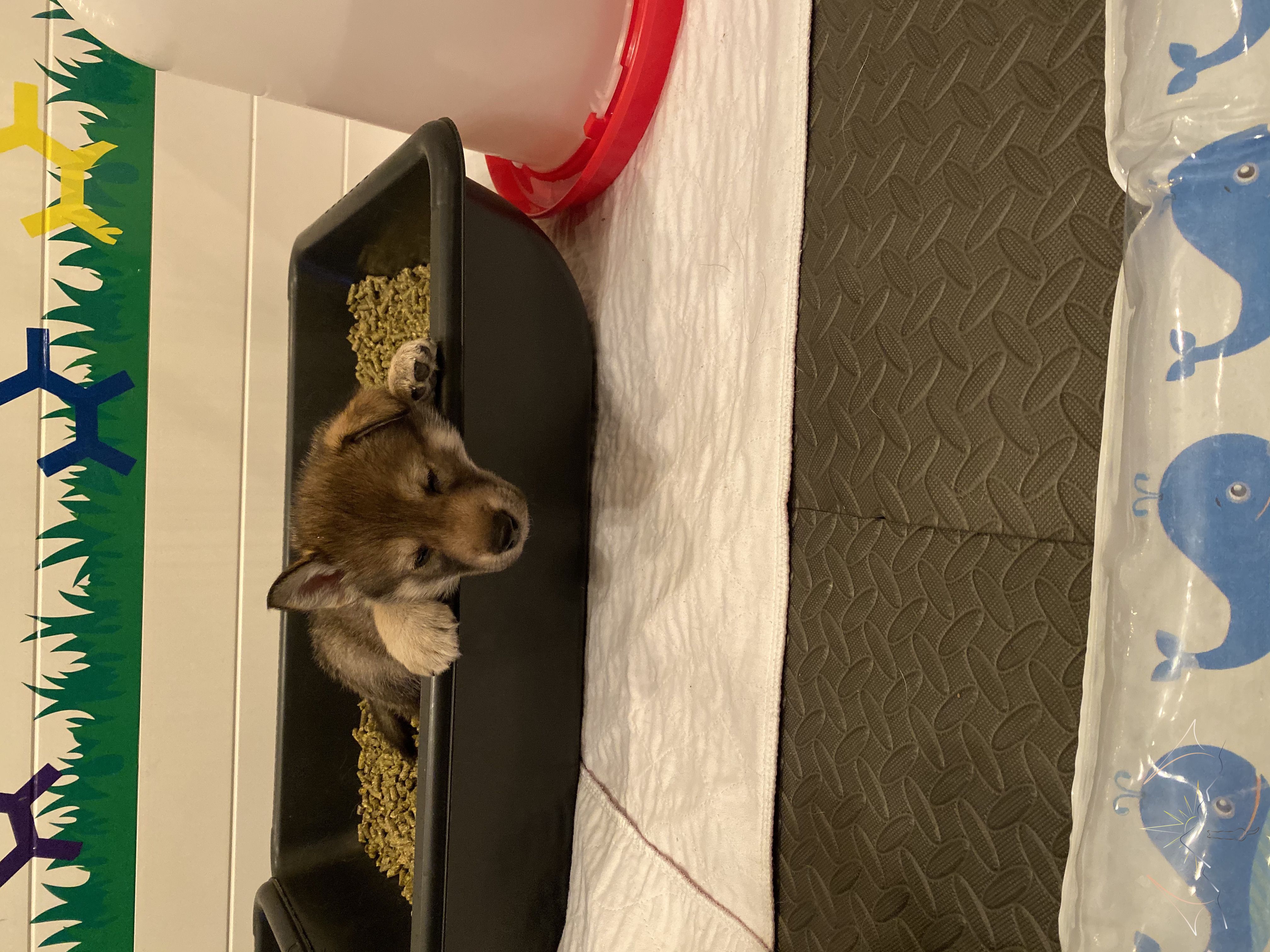 A pupp sleeping in one of the potty boxes inside the whelping pen