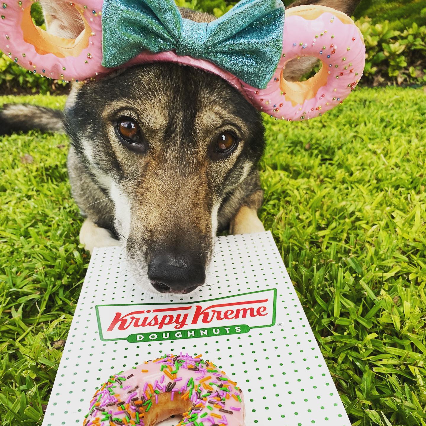 Clara with her head resting on a Krispy Kreme box, a pink sprinkle donut in the foreground, Clara is wearing pinck donut