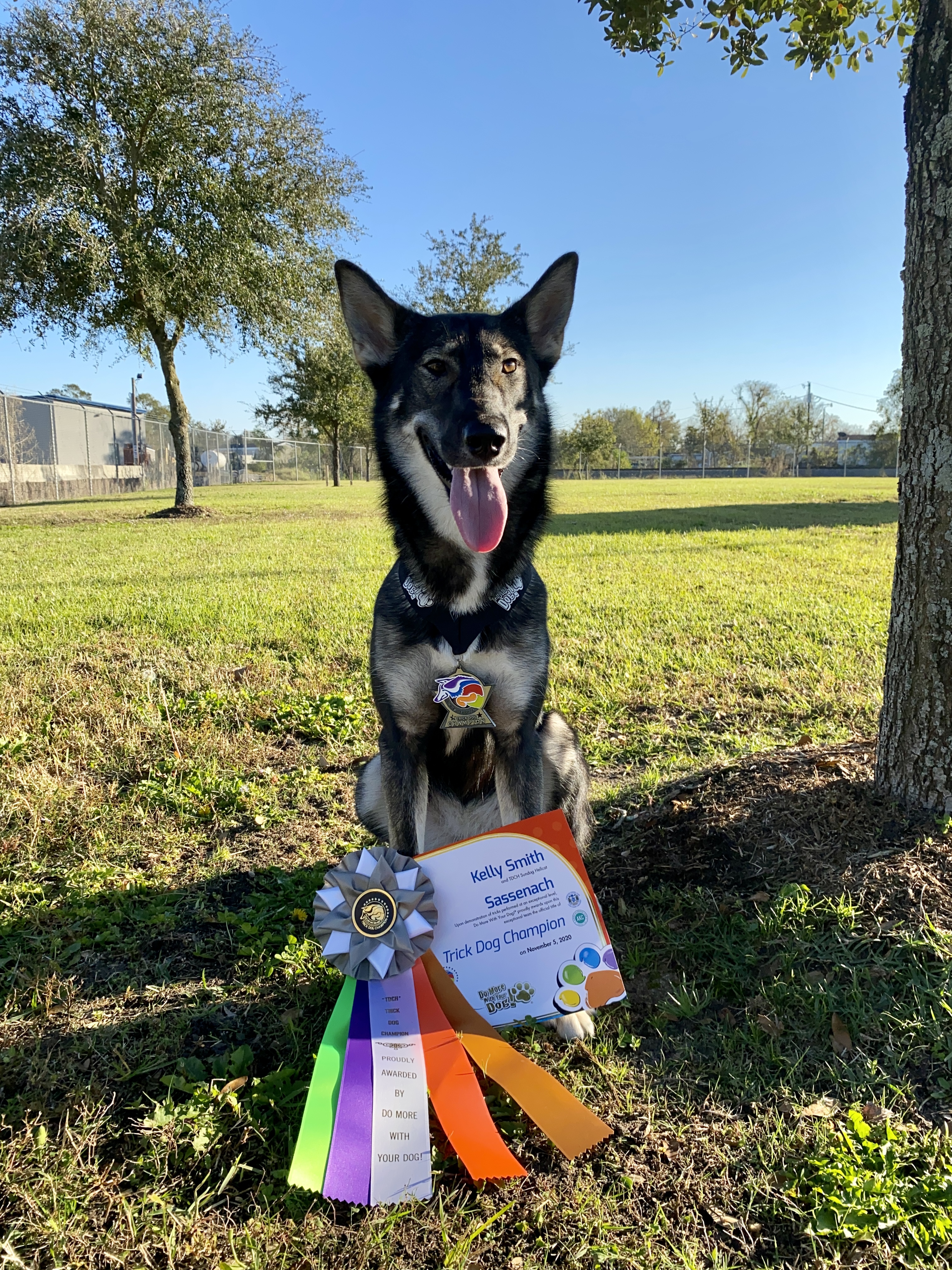Sassenach standing outside under a tree wearing her TDCH medal with her Certificate and ribbon at her feet