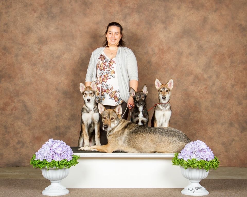 Winter Tarheel, Kelly standin in front of a background, Clara laying on a platform, Loki standing paws up on the left of the platform, Sassenach center, and Kiba right. flanked by folowers