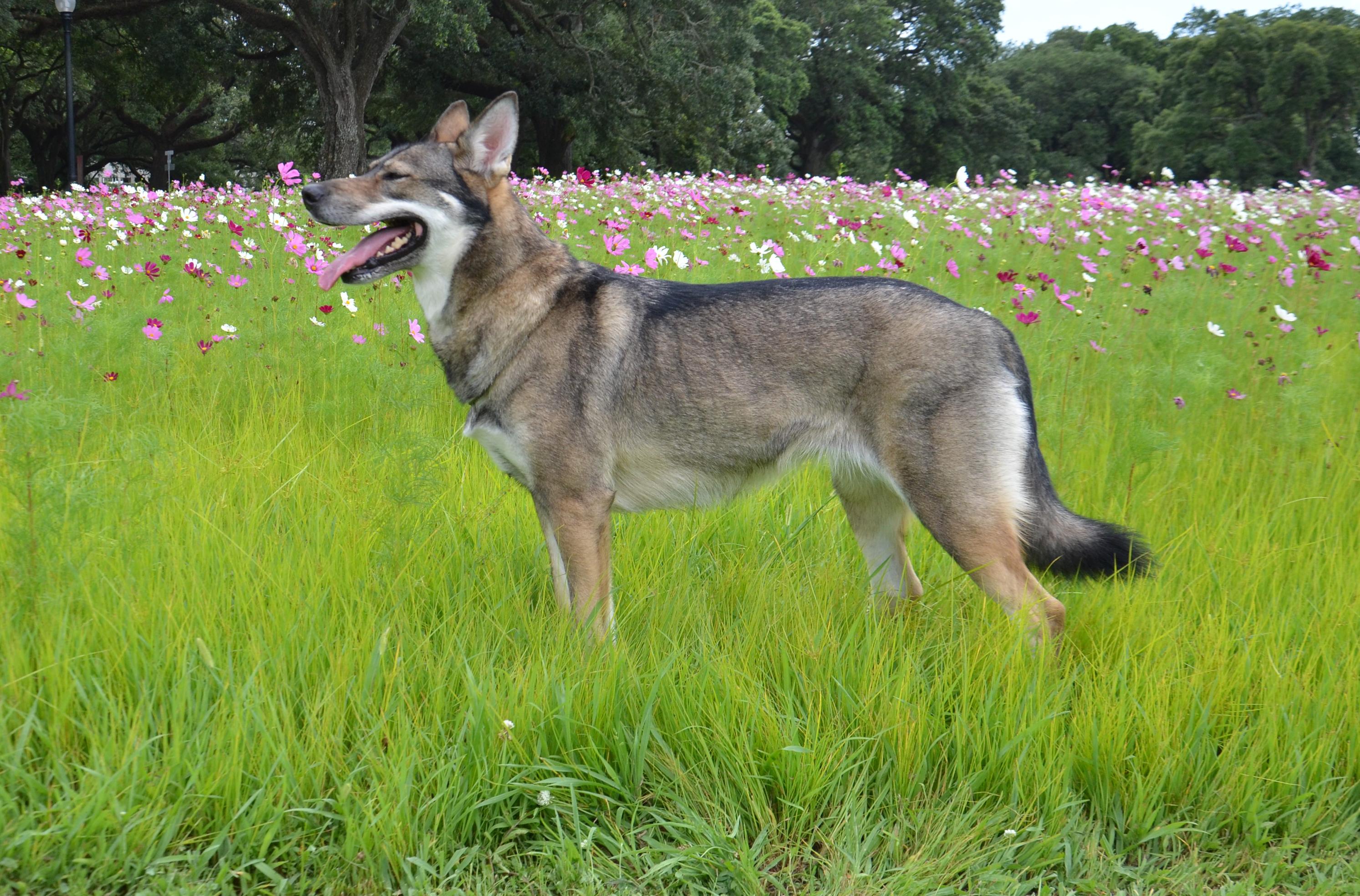 Clara in a field of wildflowers, in a natural stance