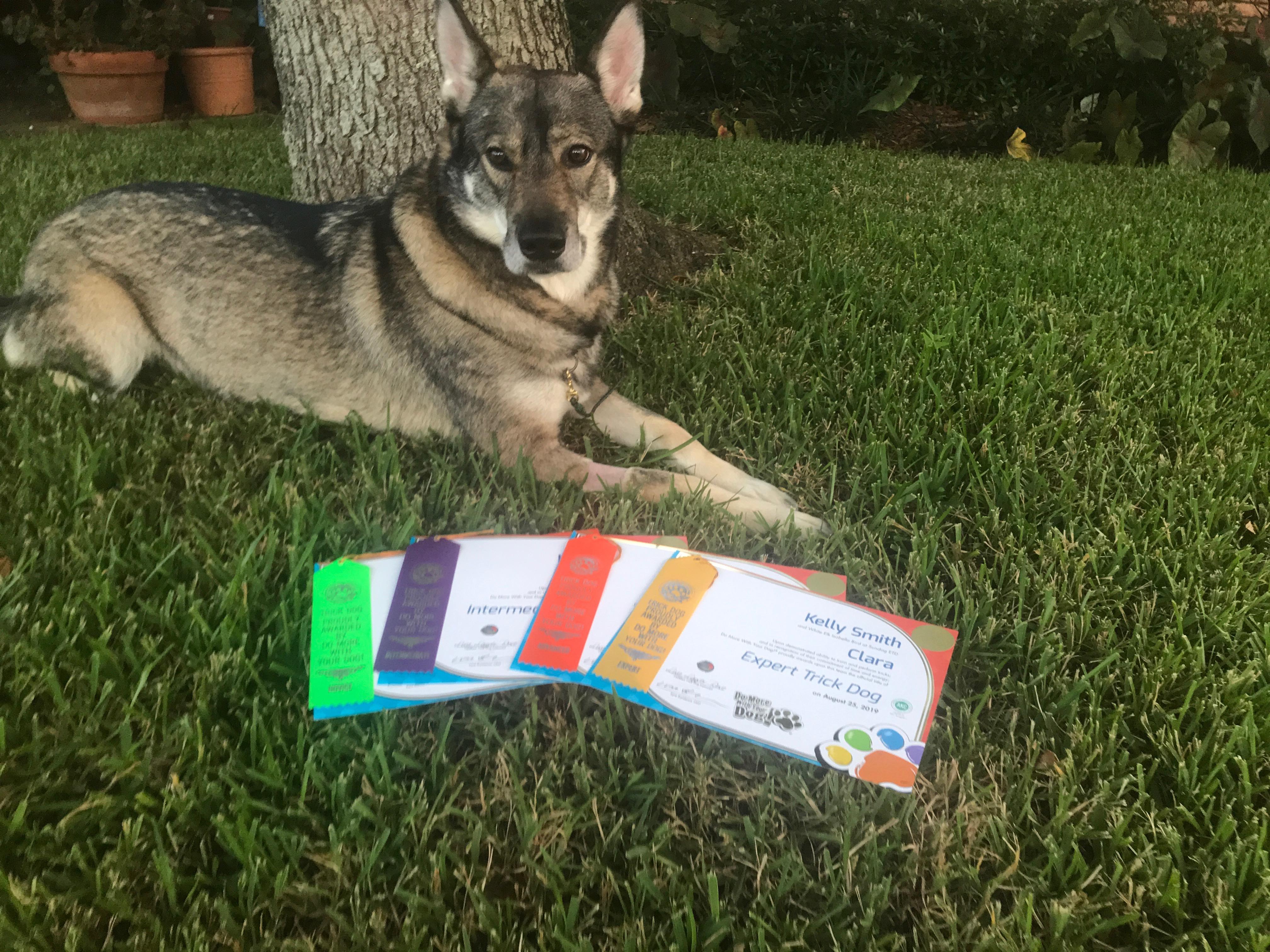 Clara laying on the lawn with the novice, intermediate, advanced, and expert trick dog titles in front of her