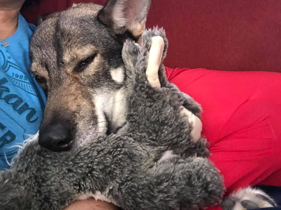 Clara resting on a sofa with he head resting on a stuffed rabbit toy wearing a red suit