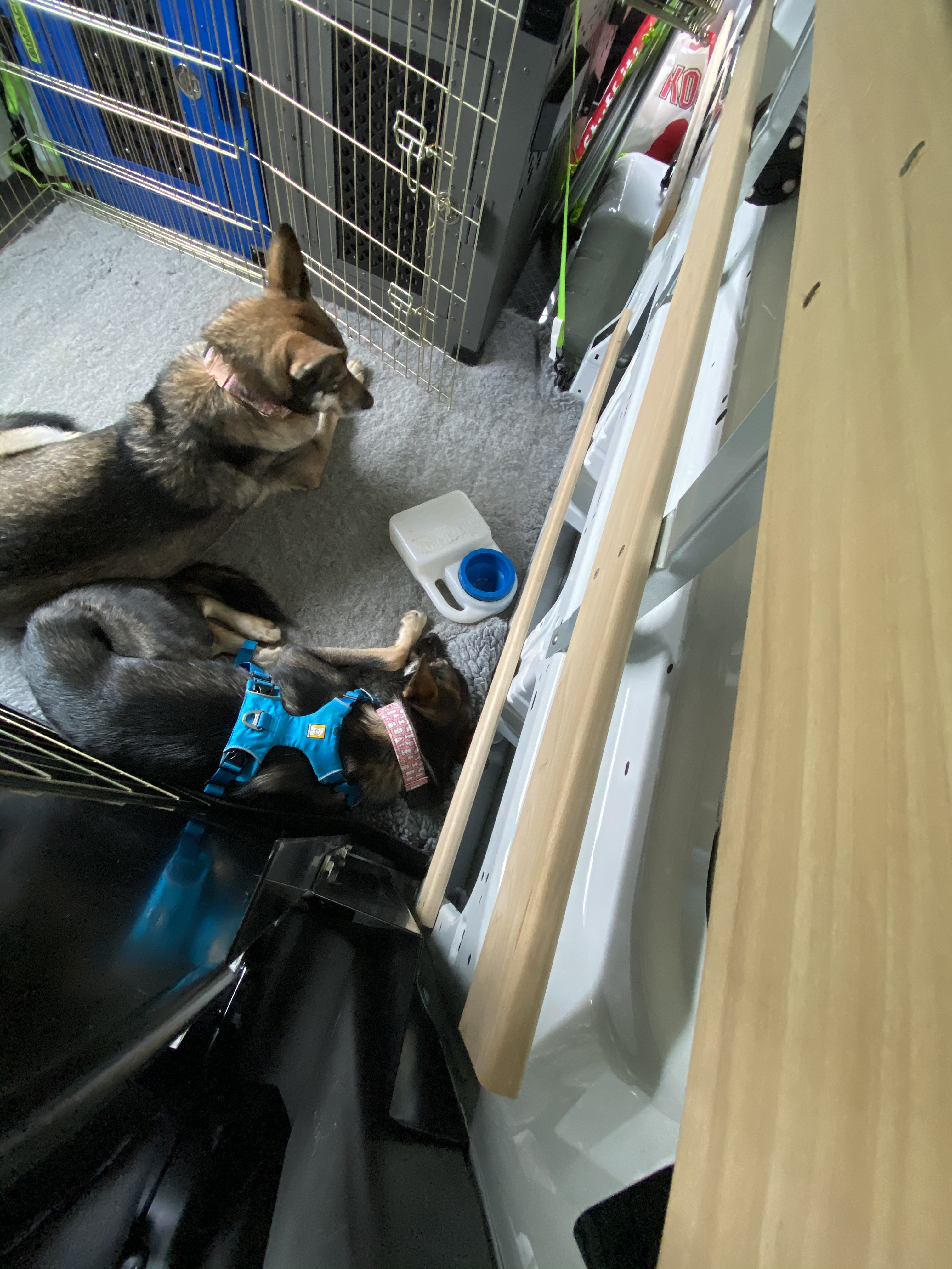 Sassenach and Clara laying on vetbed in the back of a van with water and a set of crates