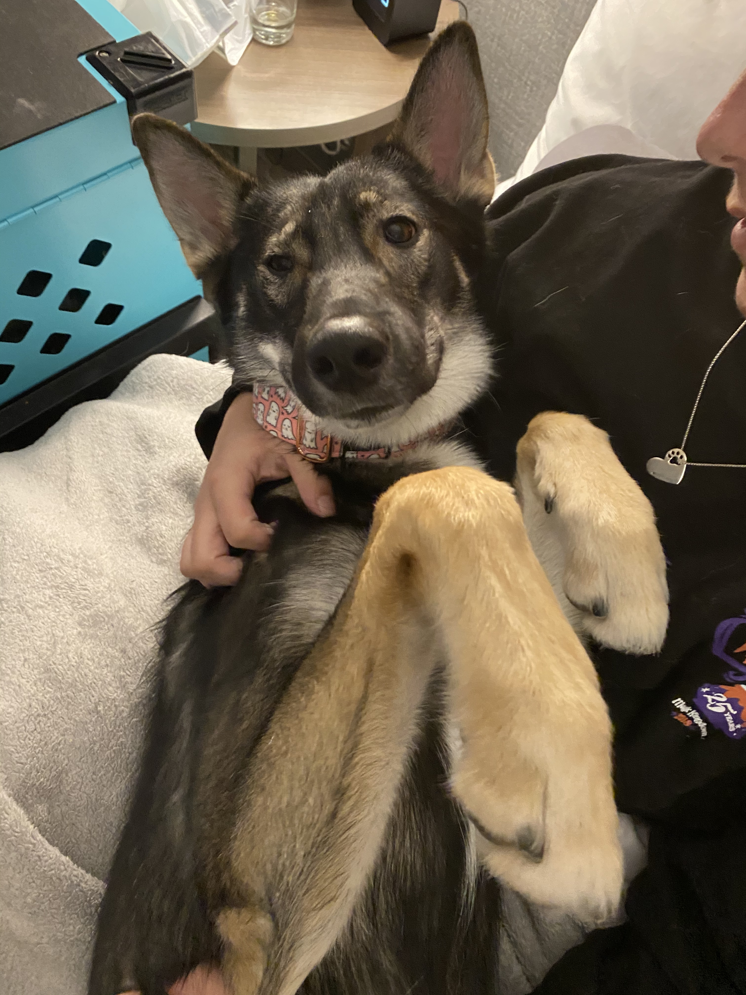Sassenach laying in Kelly's arms with her paws up