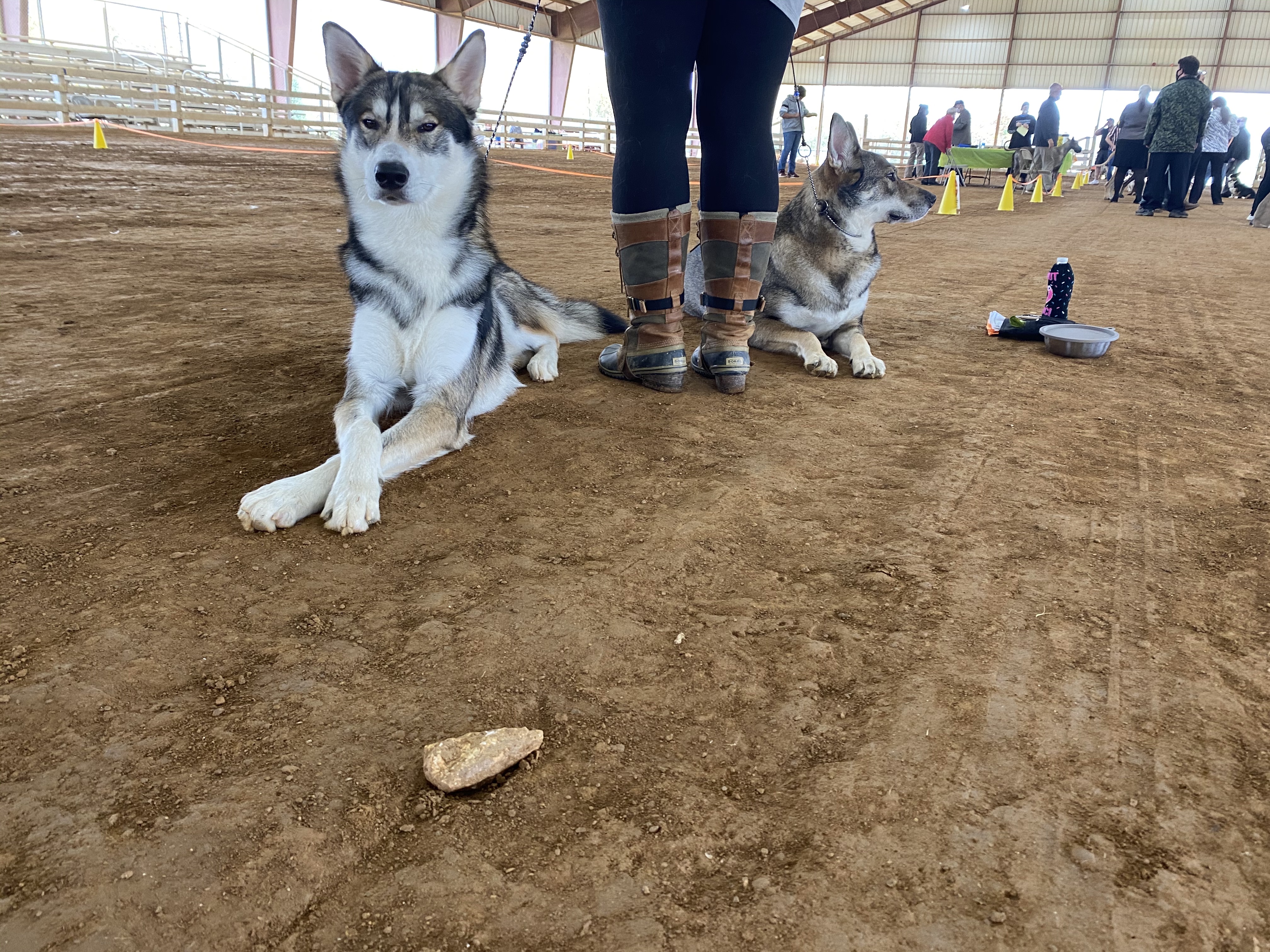 Loki lays on left with paws crossed, Kelly (back facing) wearing knee high boots, with clara laying on the right in a dirt ring.