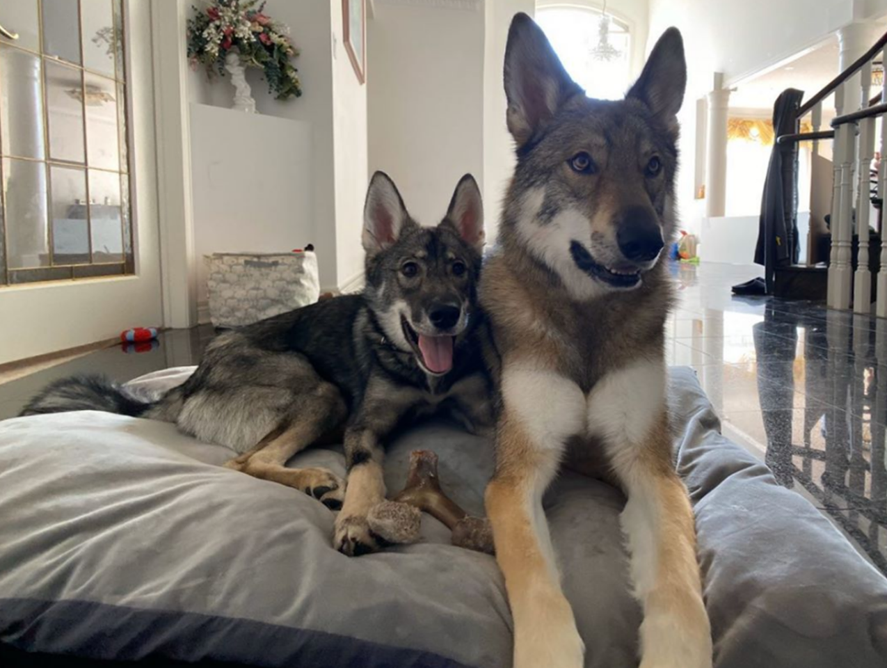 Moose heard he passed NTD