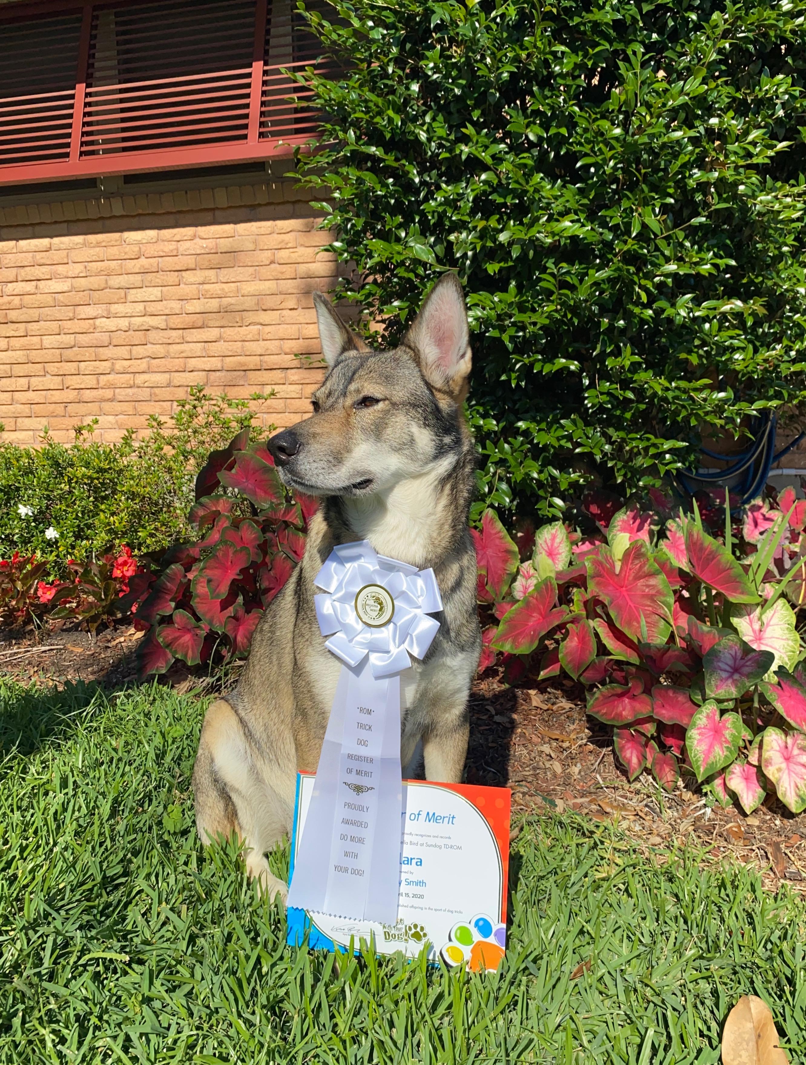 My girl with her last trick dog ribbon