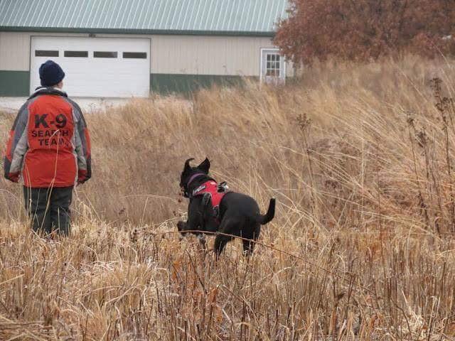Mina the SAR dog, Trained by Sundog Training - A black dog in a red ruffwear vest running towards a K( handler to the left in a field