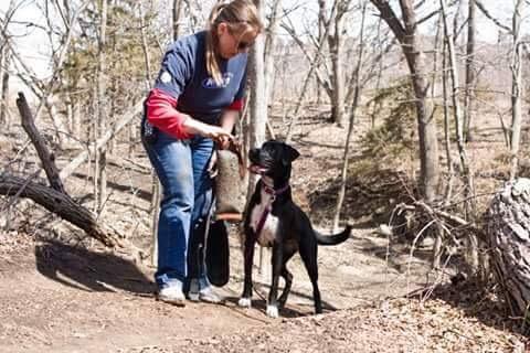Mina the SAR dog, Trained by Sundog Training - A black dog centered with a handler on a tral in the woods