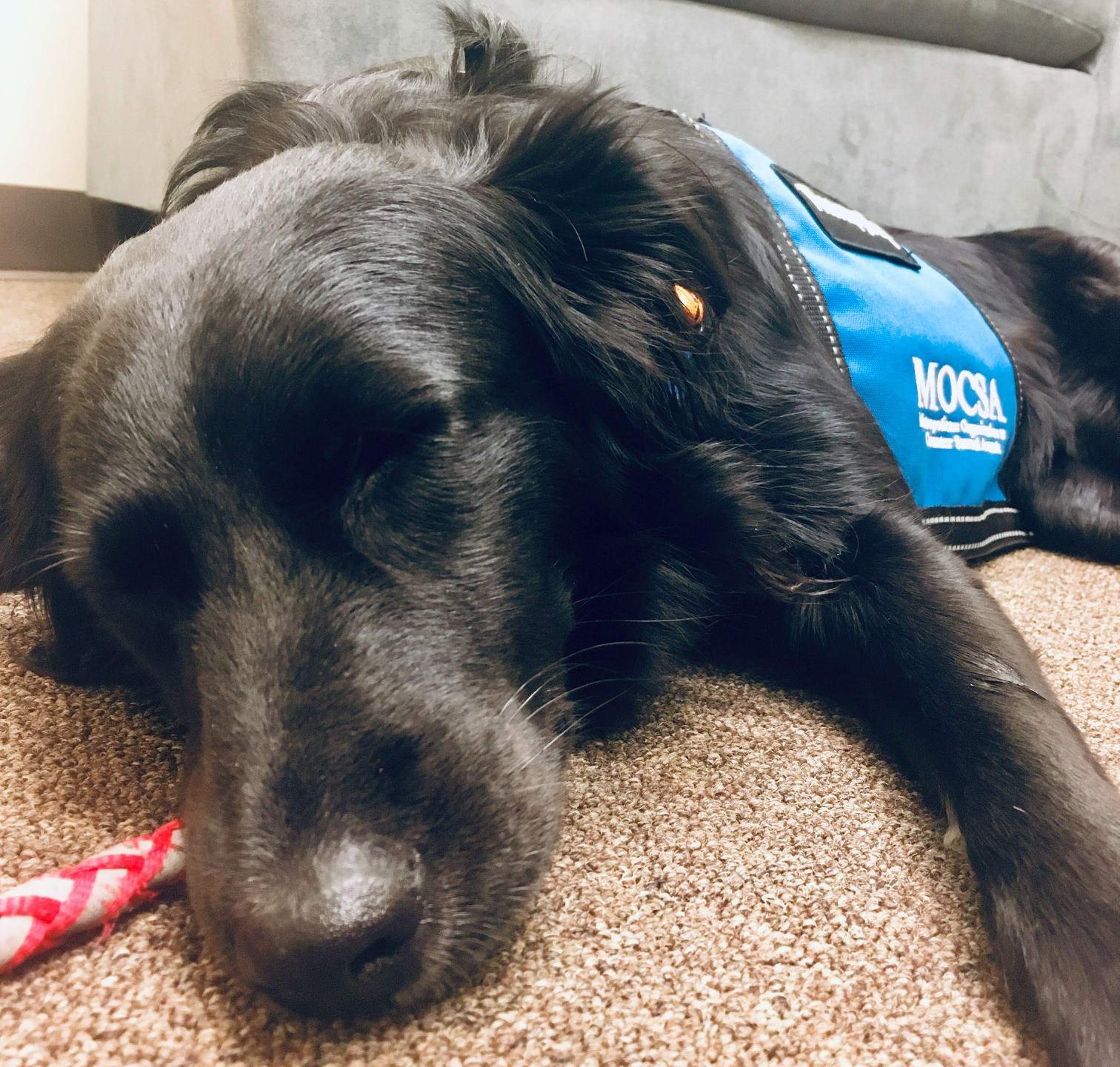 Molly the MOCSA Therapy Dog, Trained by Sundog Training - a black bi Australian Shephed sleeping on an office floor in a therapy dog vest