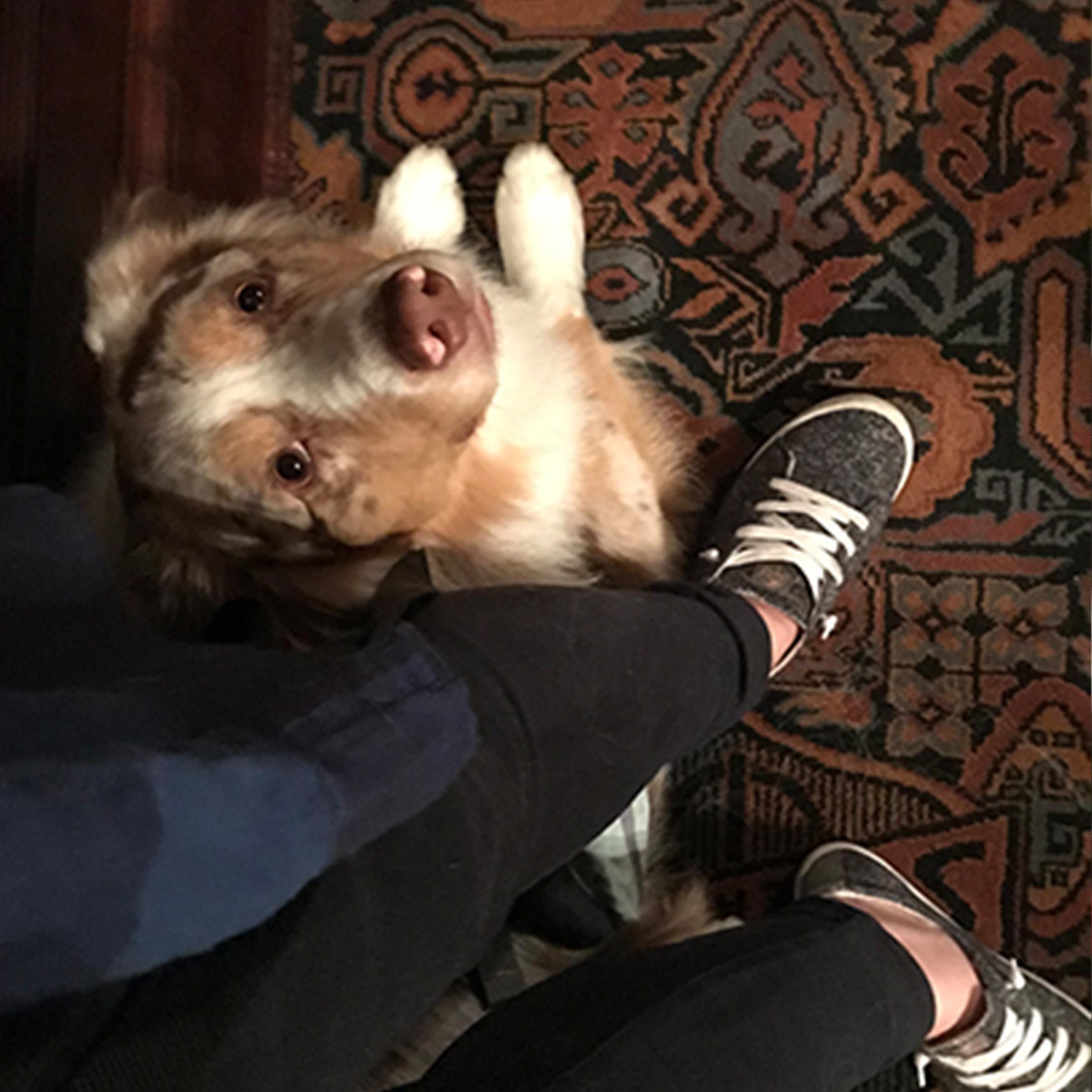 Mouse the service dog, Trained by Sundog Training - a red merle Australian Shepherd tucked behind a standing handler in a theater