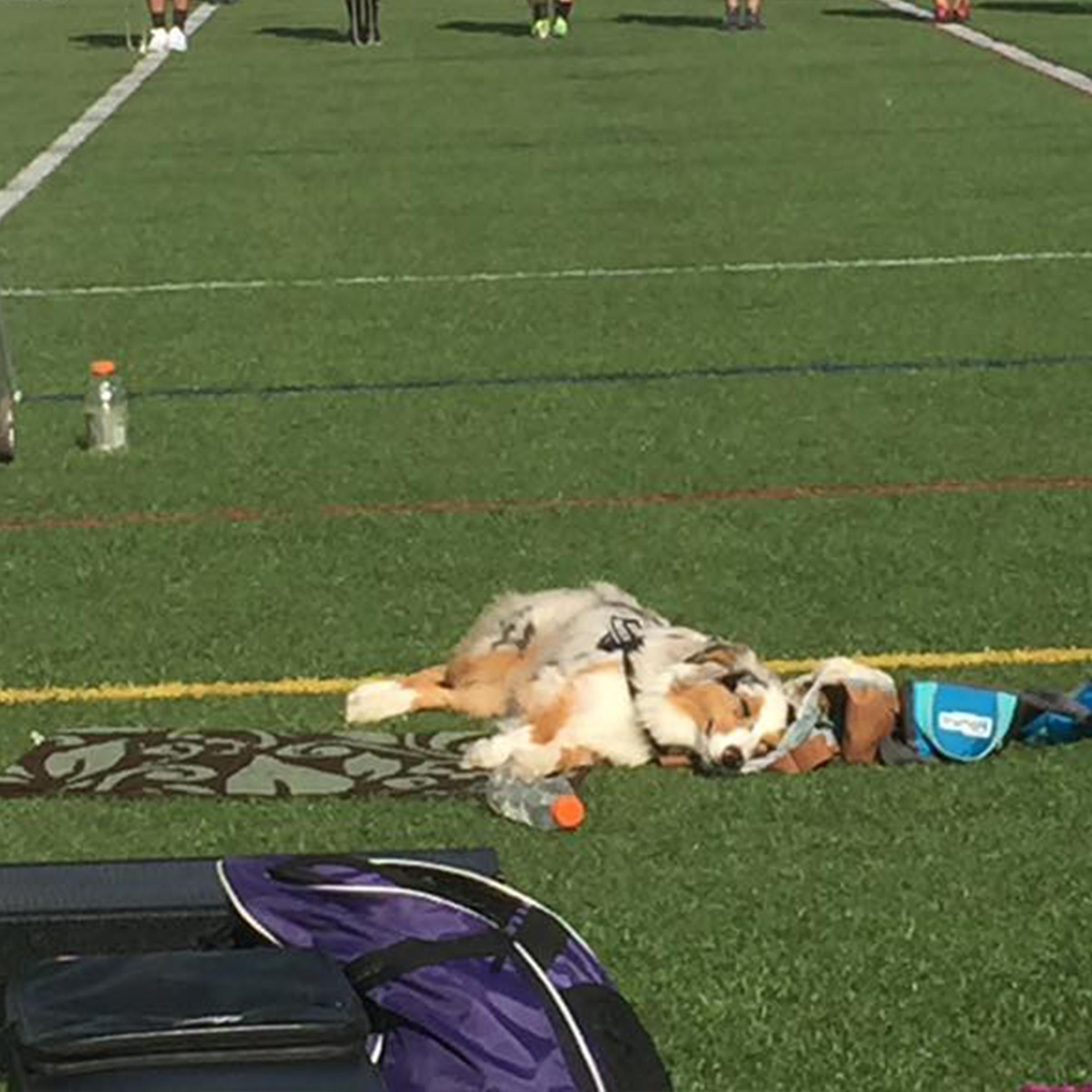 River the service dog, Trained by Sundog Training - a blue merle Autralian Shepherd laying in place on the sideline of the KState field for band practice