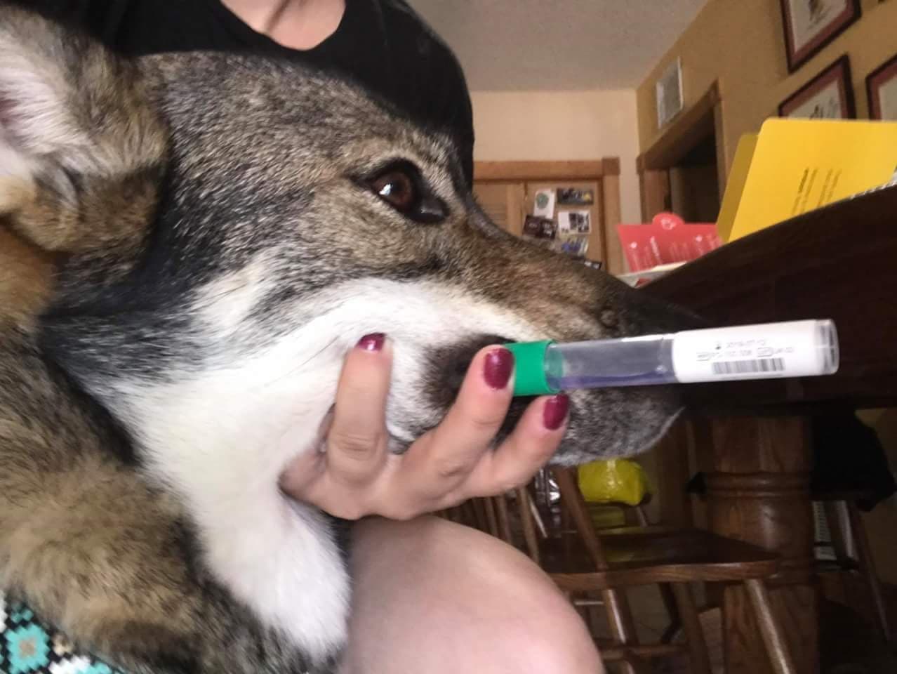 Clara preforming a head rest with a DNA swab in her mouth